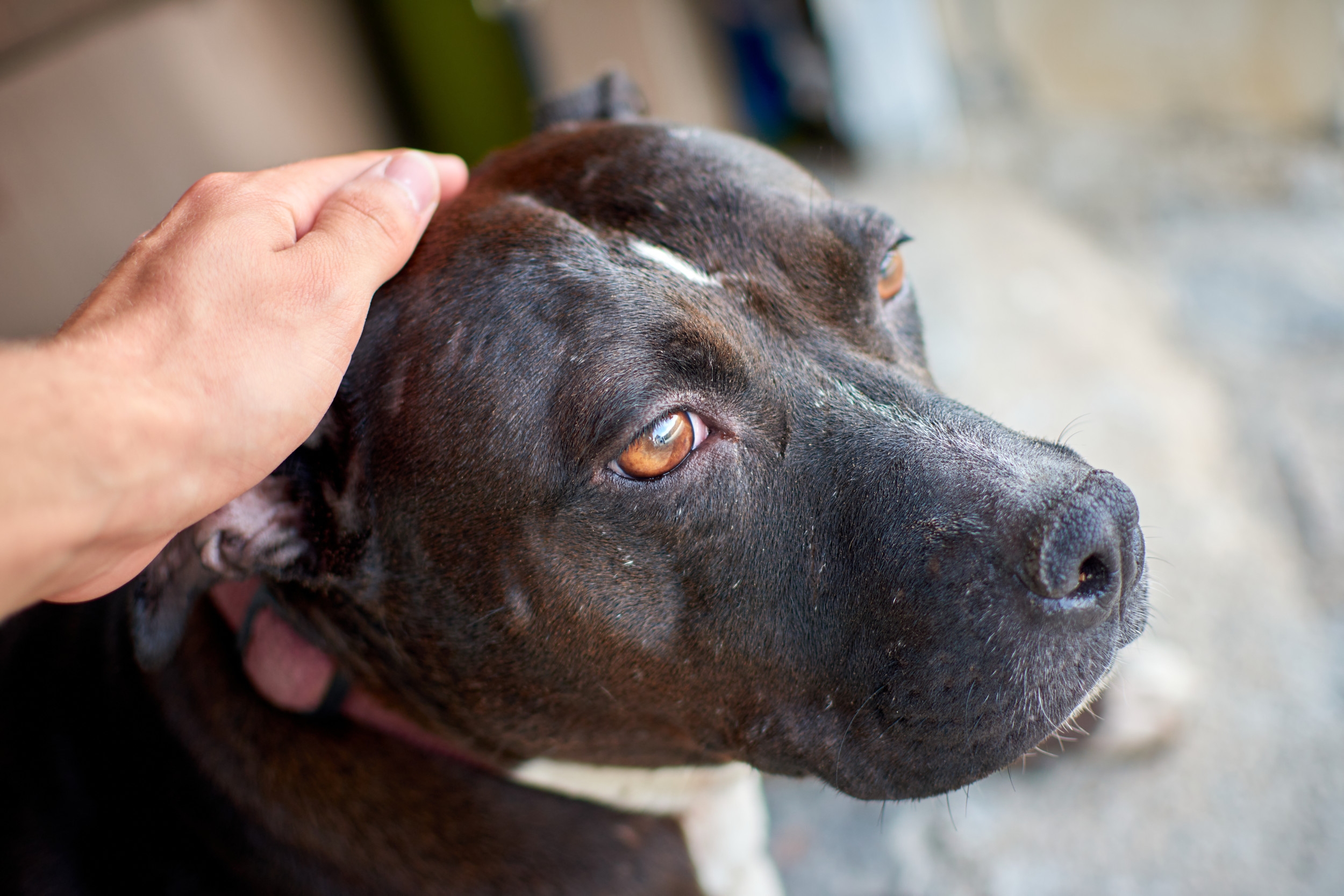 Dog Saved From Horrific Past Finds a Home—Her Reaction Says It All