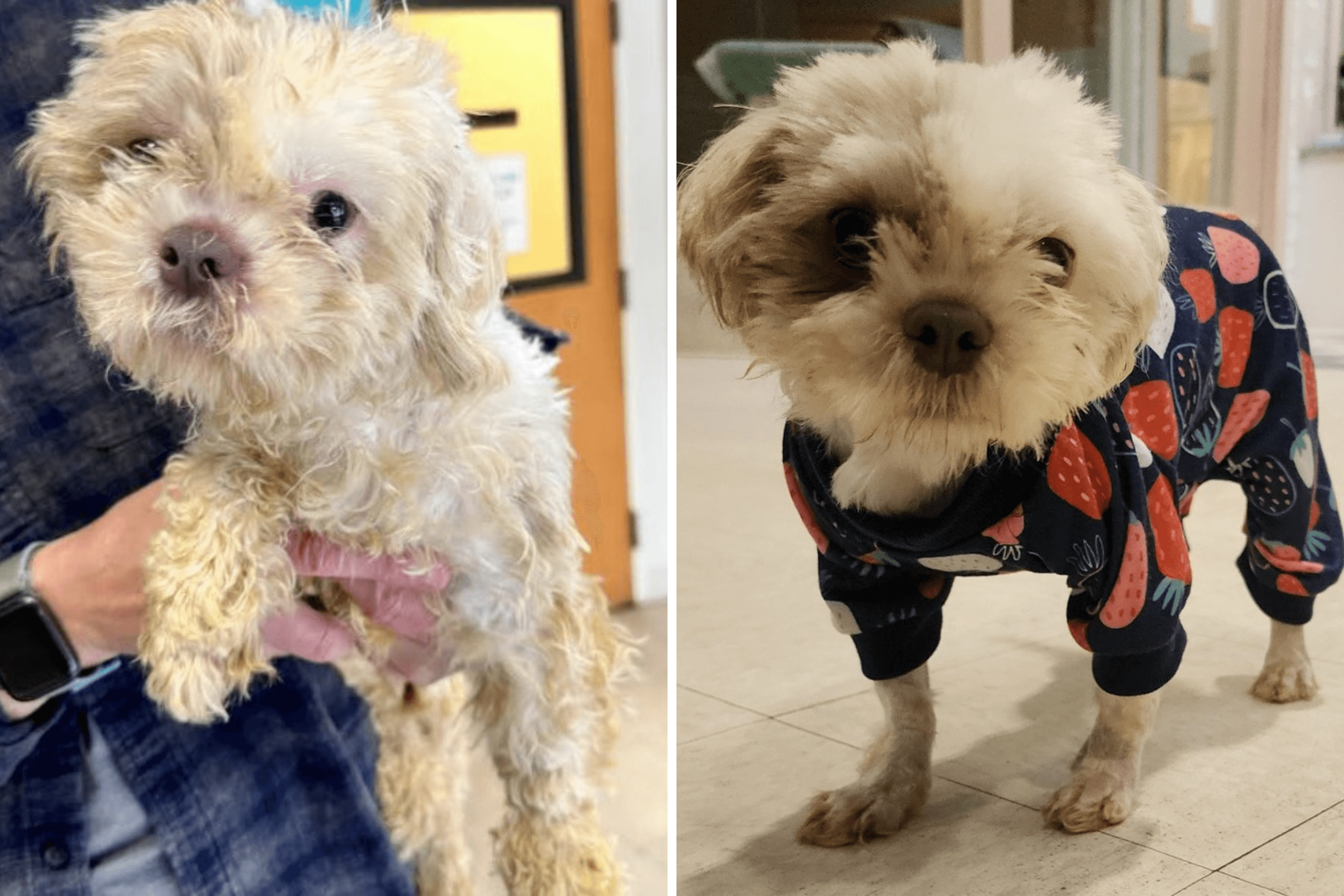 Rescuers Have Message for Owner Who Dumped Sick Dog: 'In a Lot of Pain'