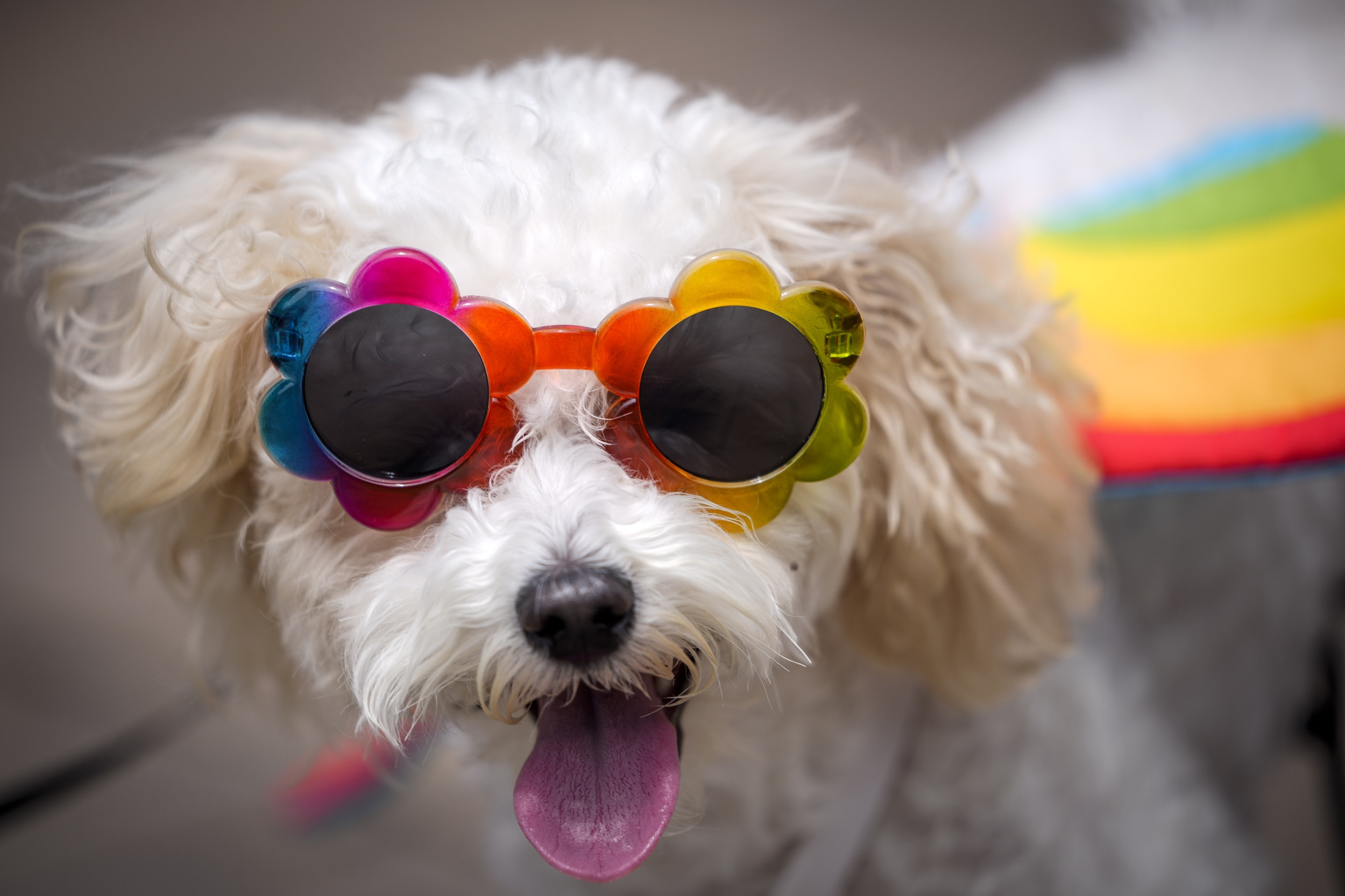 BarkBox CEO Apologizes for 'Disrespectful' Message About Pride Merchandise