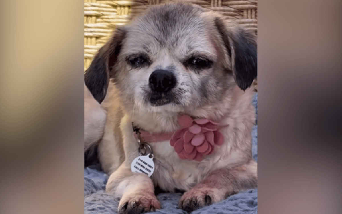 Senior Dog's Microchip Leads Shelter to Owner, But a Cruel Twist Awaits