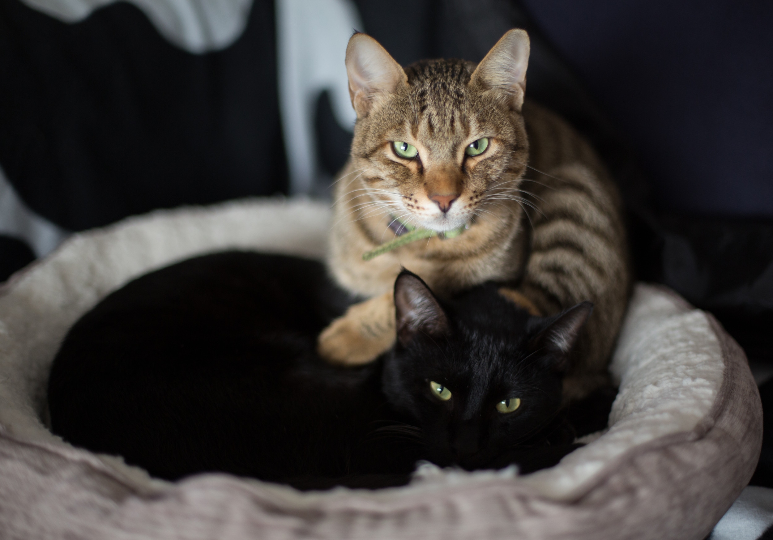 Woman Fosters a Cat Short-Term—Her Pet Instantly Decides He's Not Leaving