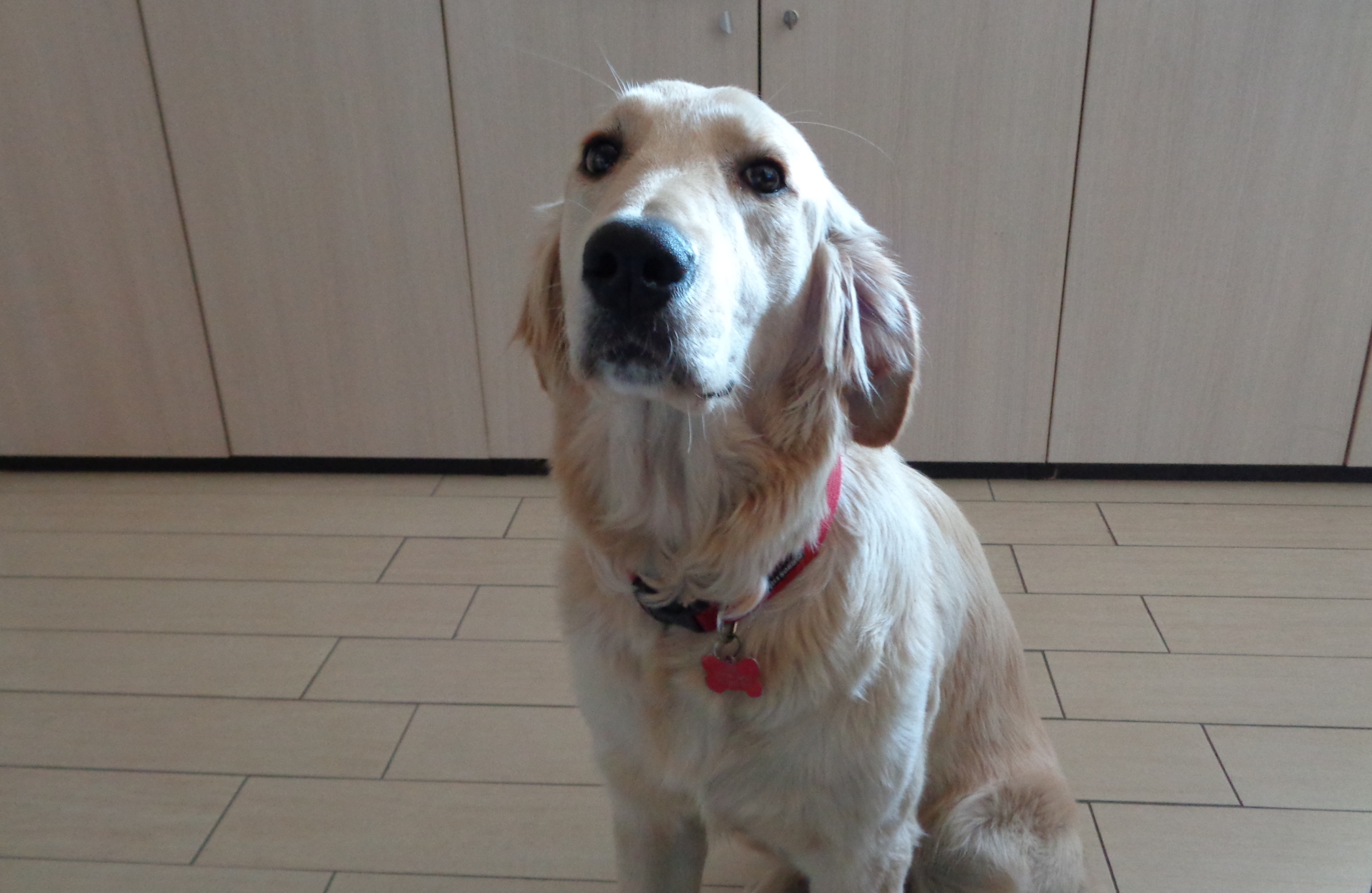 Golden Retriever's Response to Wearing Boots on Paws Goes Viral
