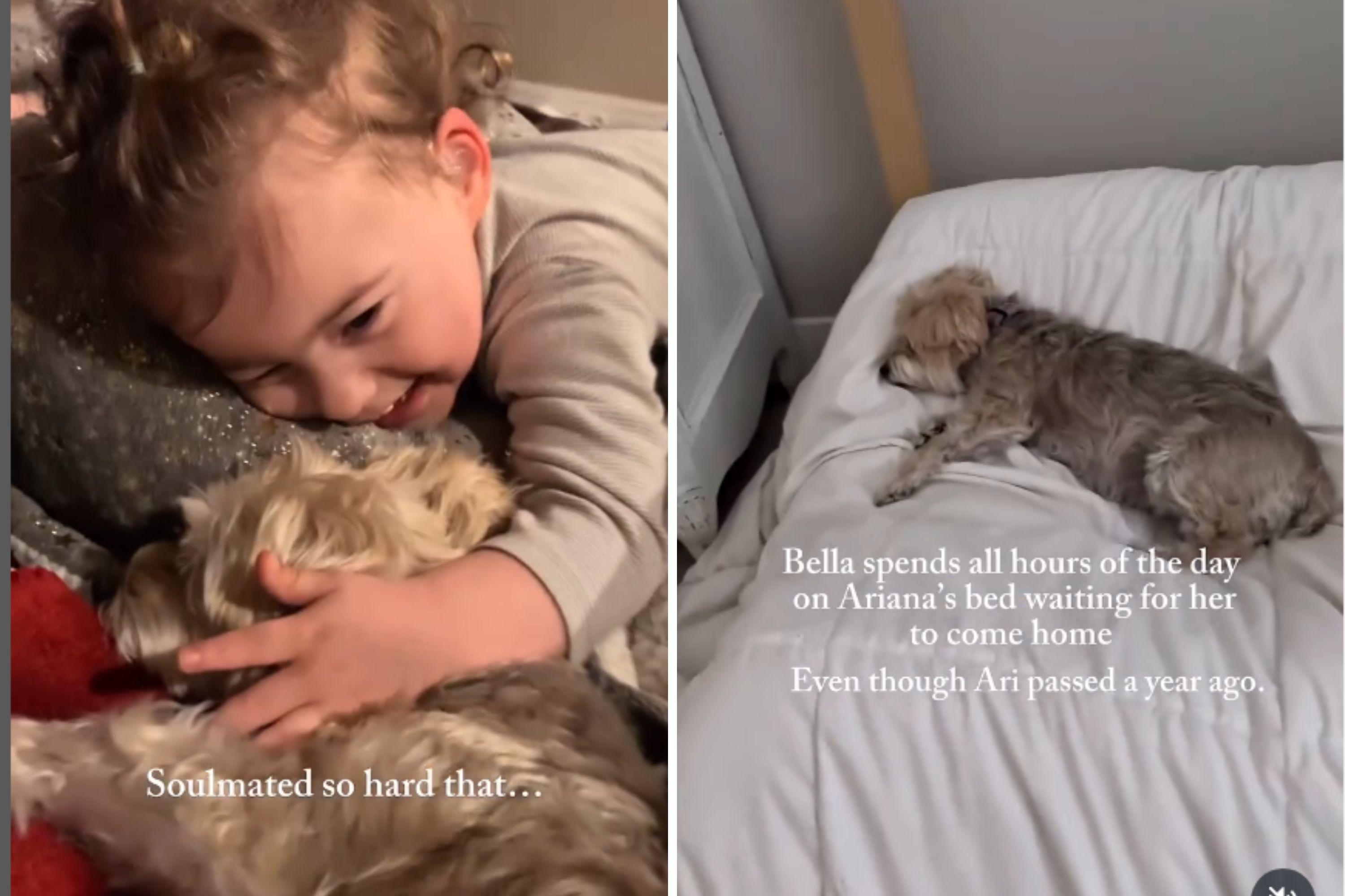 Tears as Dog Still Waits for Best Friend to Return—a Year After She Died