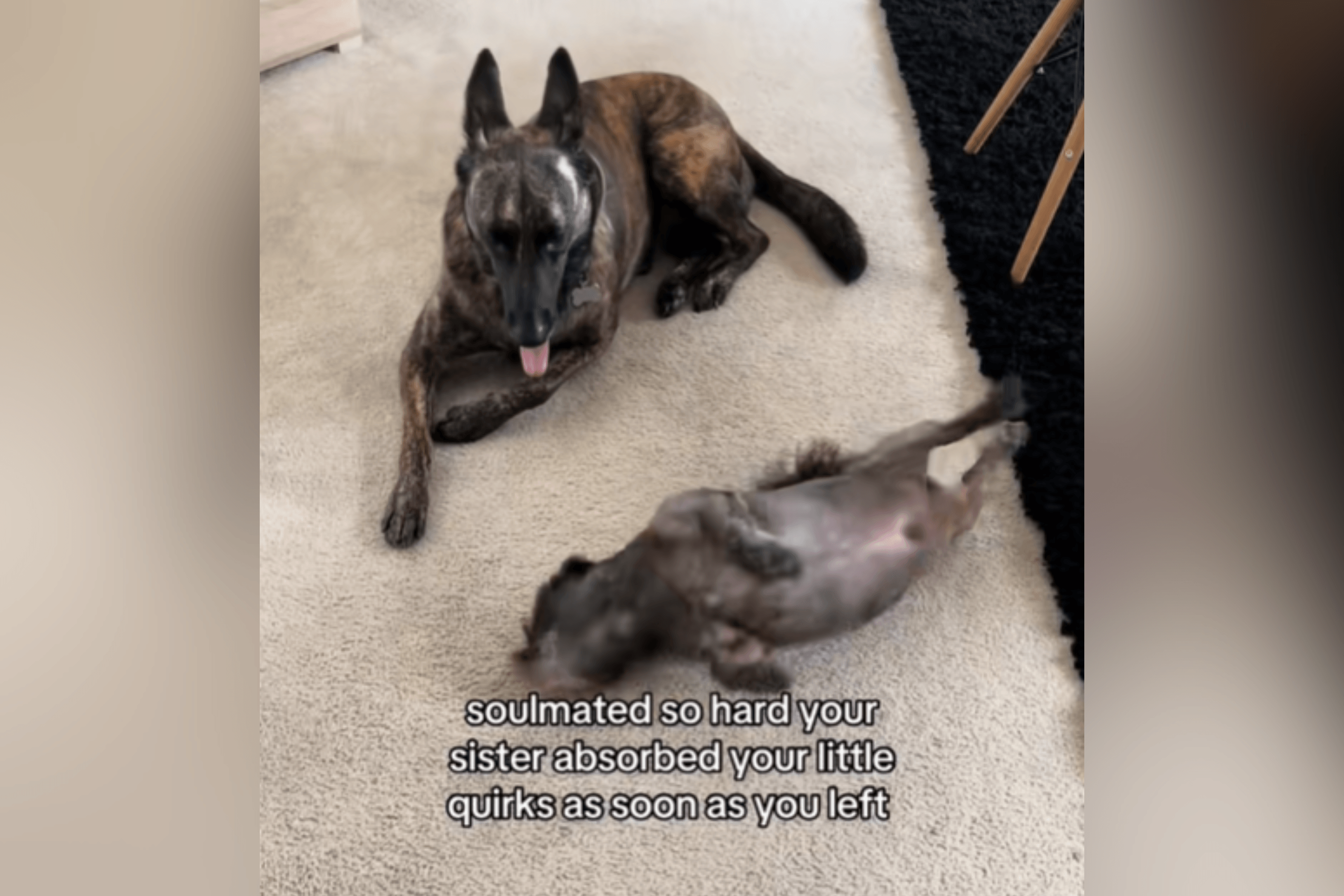 Dog's 'Soulmate' Dies—What She Does Next Breaks Owner's Heart