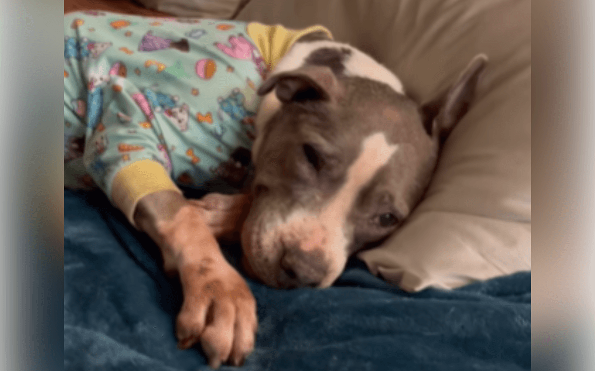 Senior Rescue Dog Who 'Lived Outside For 15 years' Making Up For Lost Time