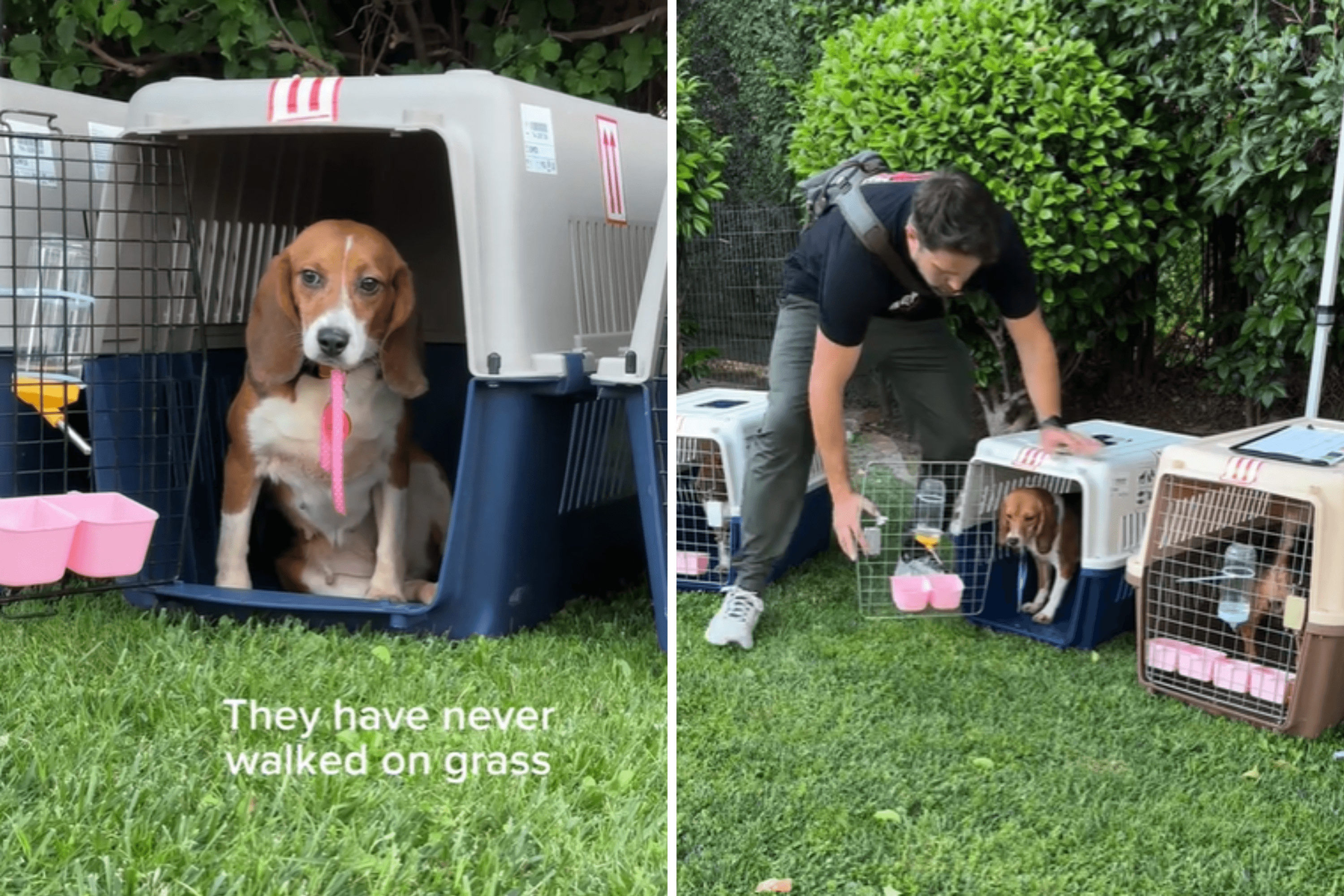 Tears As Dogs Rescued From Animal Testing Center Touch Grass for First Time