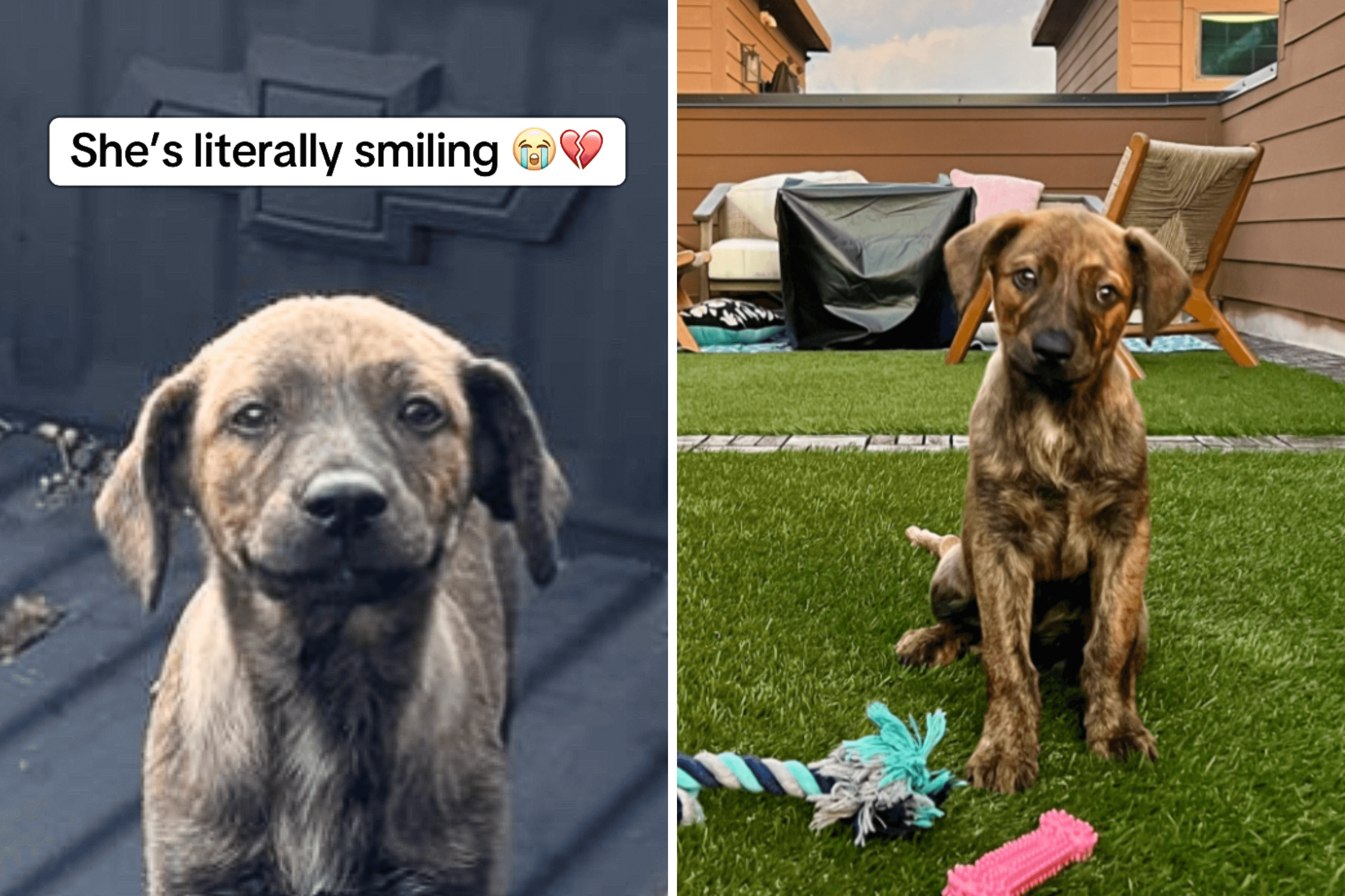 Puppy Dumped Outside Woman's Home, Hearts Break as She's 'Literally Smiling'