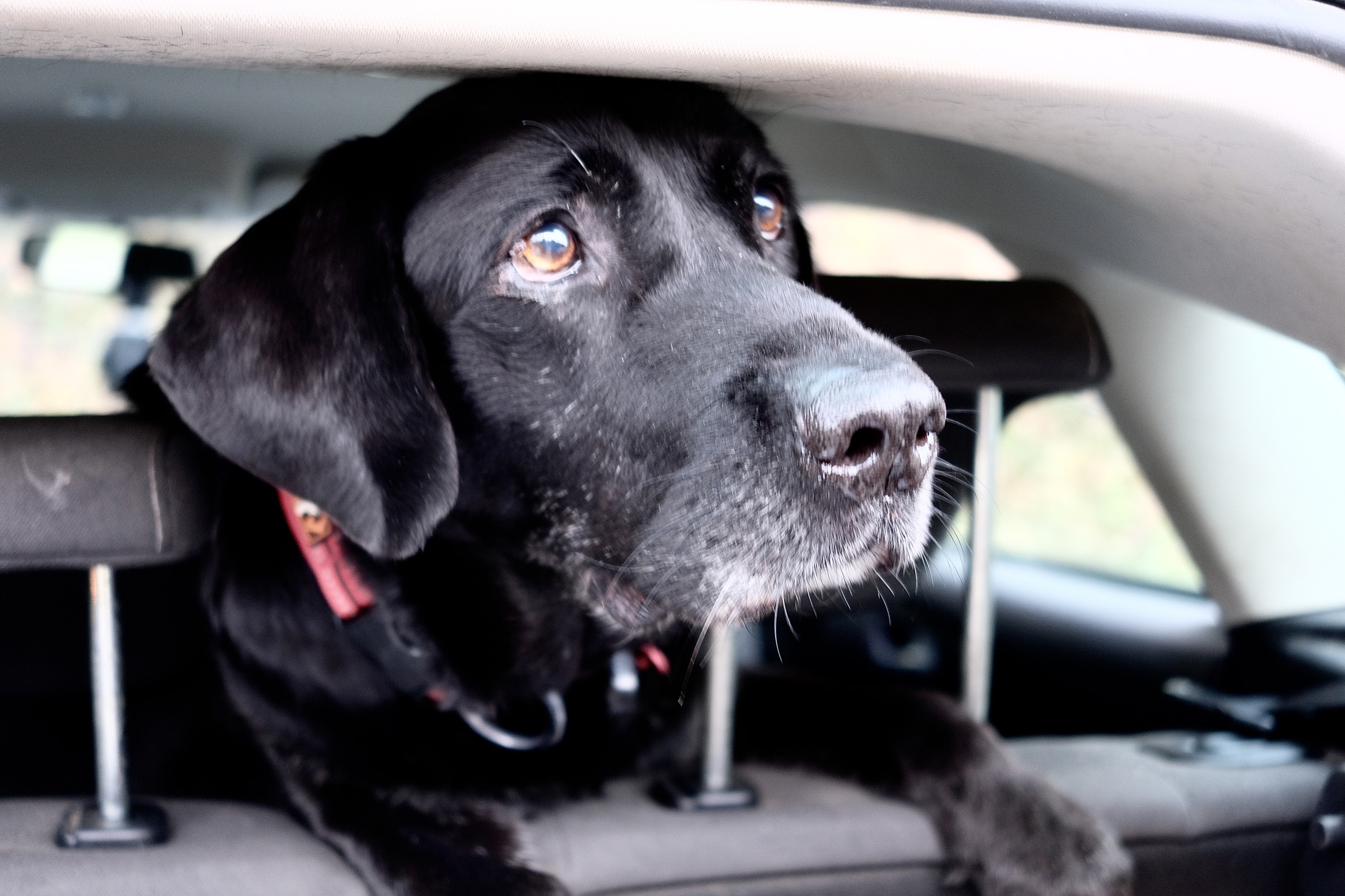 Pup's Reaction After Dogs Stare Him Down From Car Goes Viral