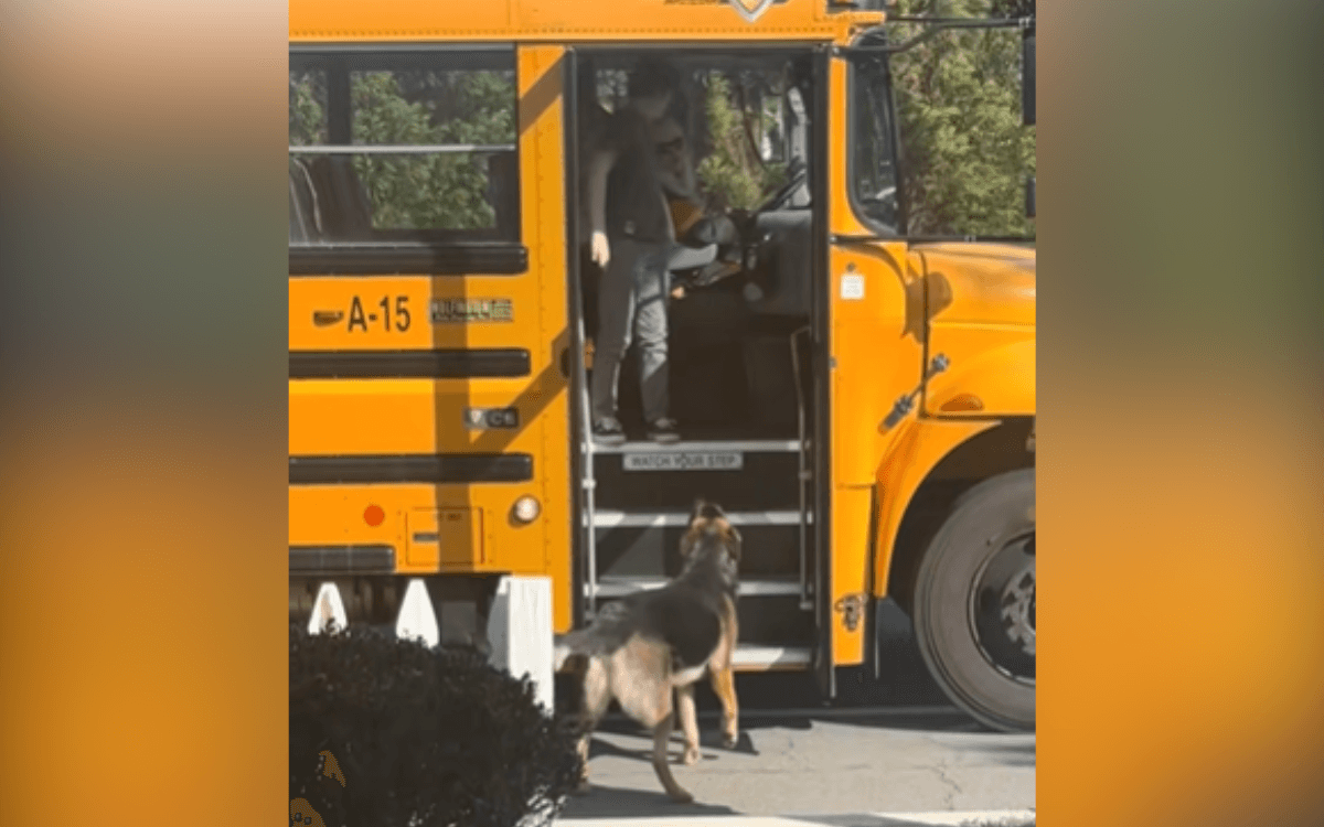 Hearts Melt at What Dog Does Every Afternoon When He Sees the School Bus