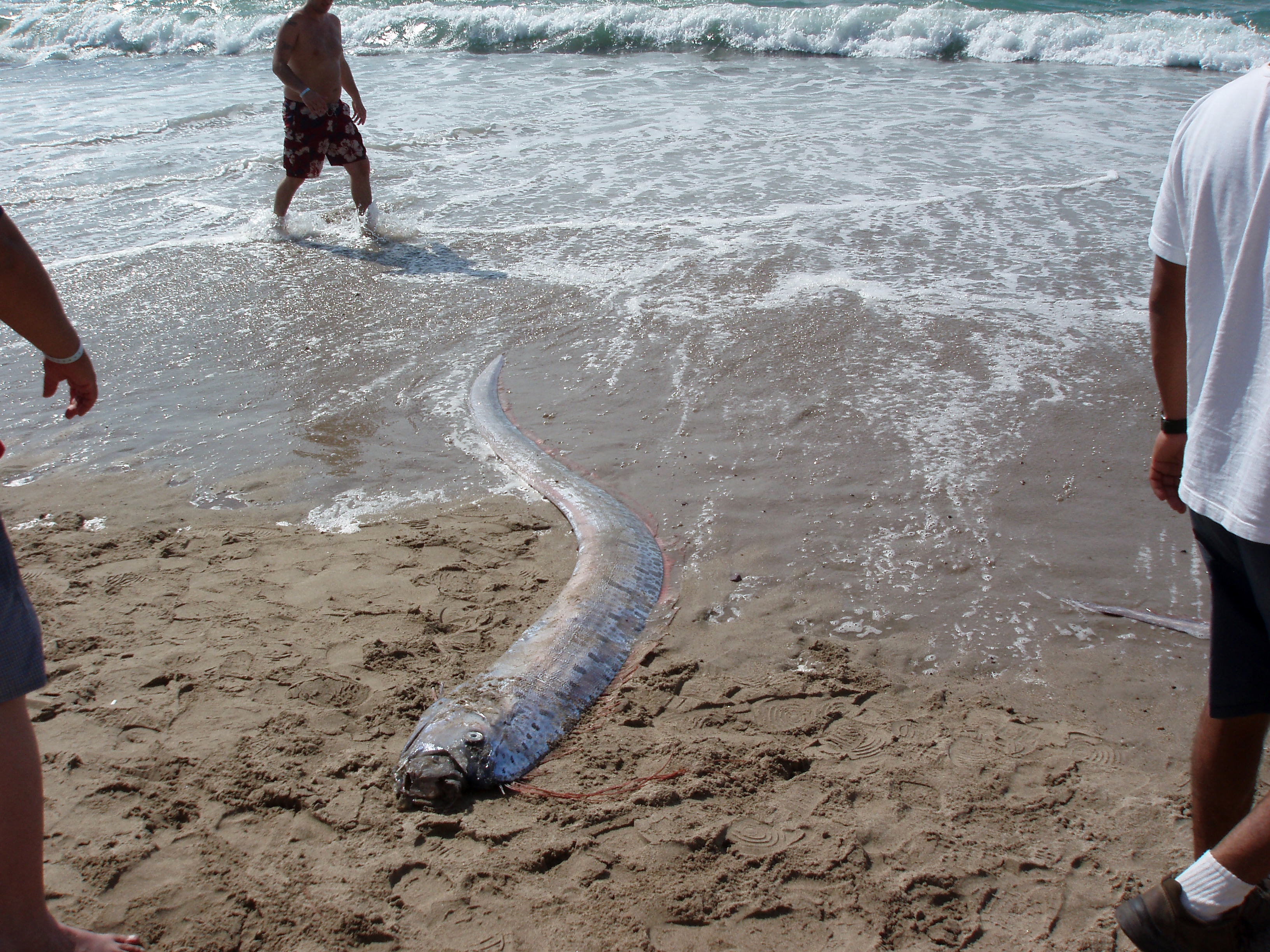 'Doomsday Fish' Discoveries Spark Fears Of Impending Natural Disaster