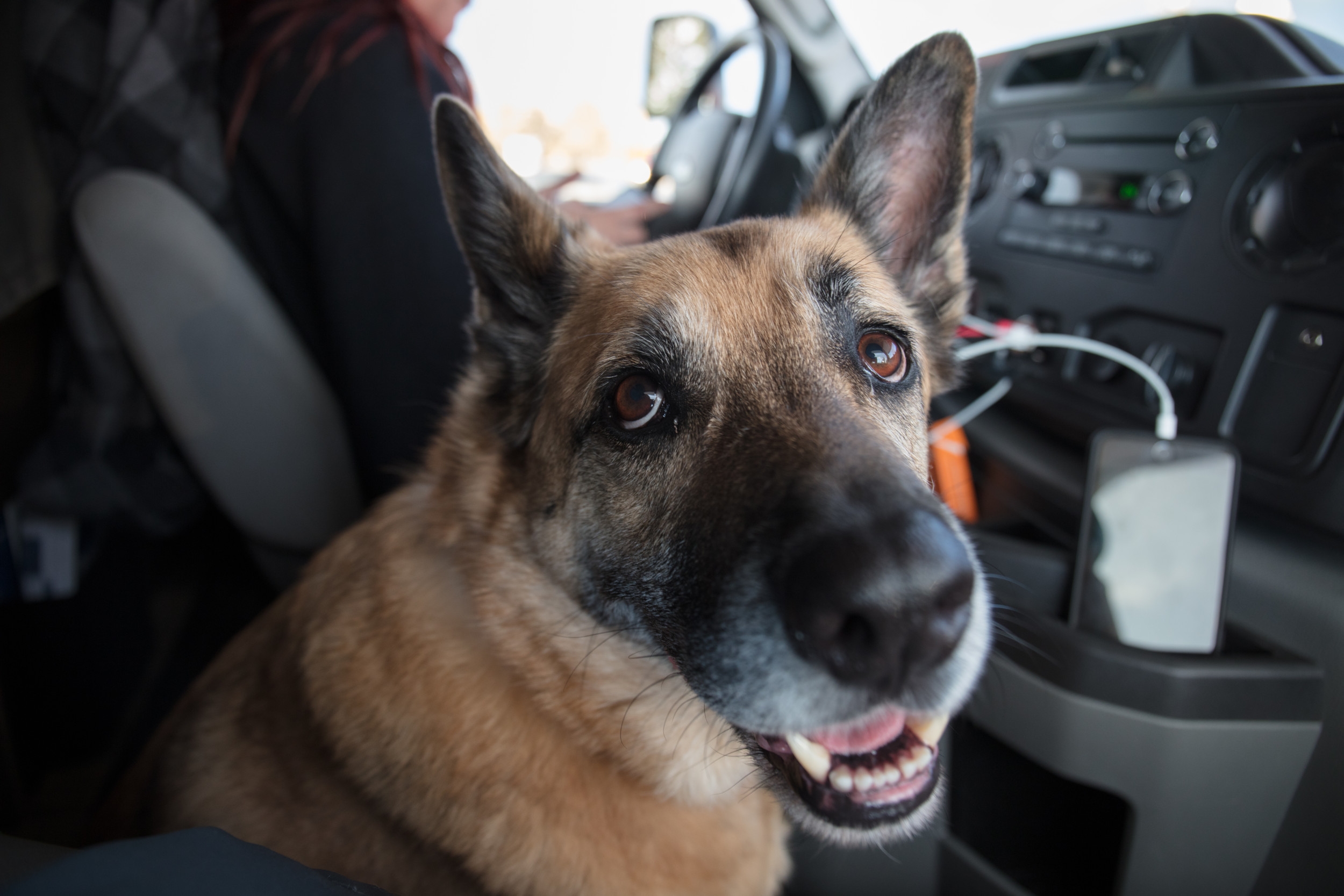 Woman Gets Dog Instead of Baby To Avoid Tantrums—Doesn't Go As Planned