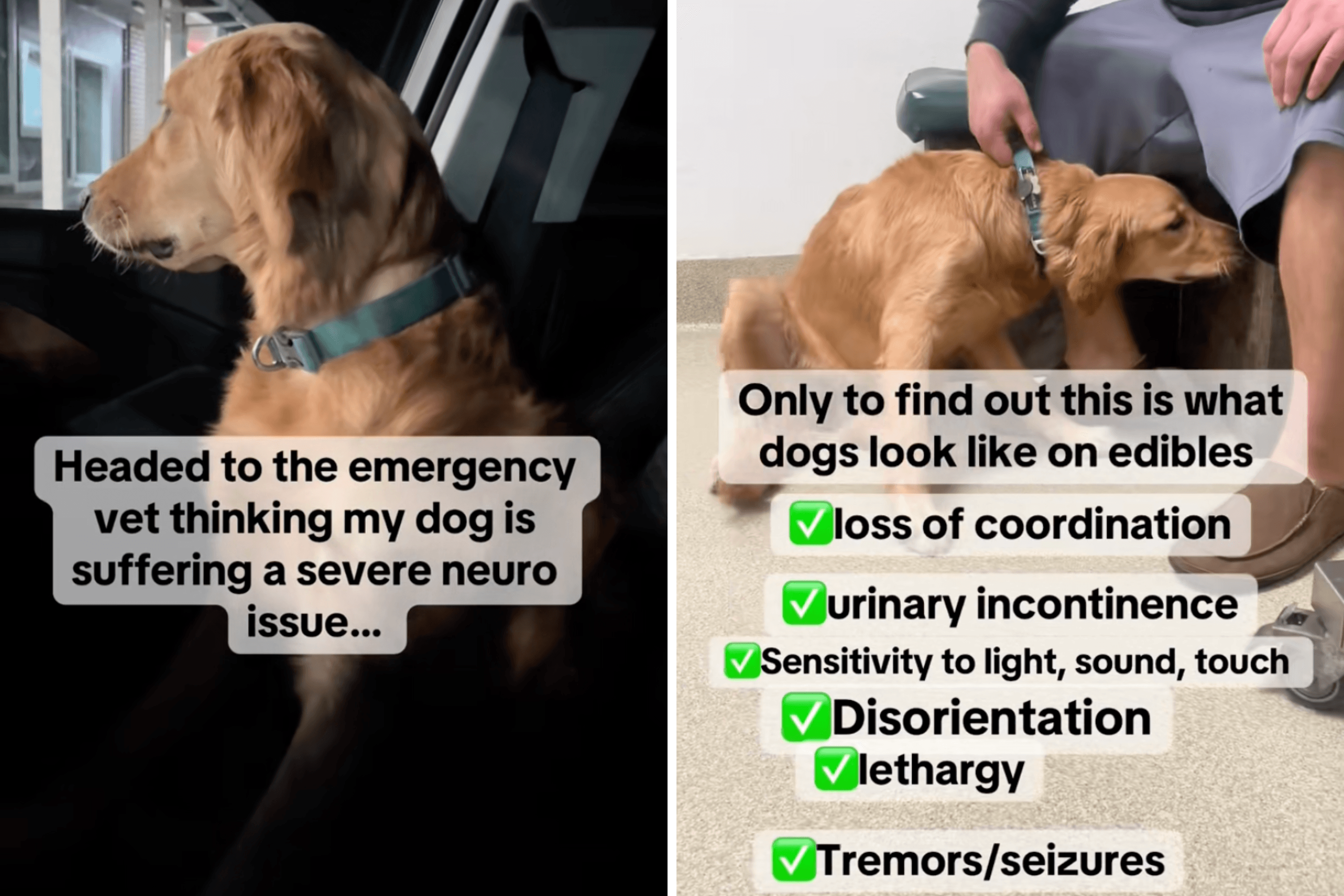 Owner Panics as Dog Starts Acting Strangely—Then Vet Discovers the Cause