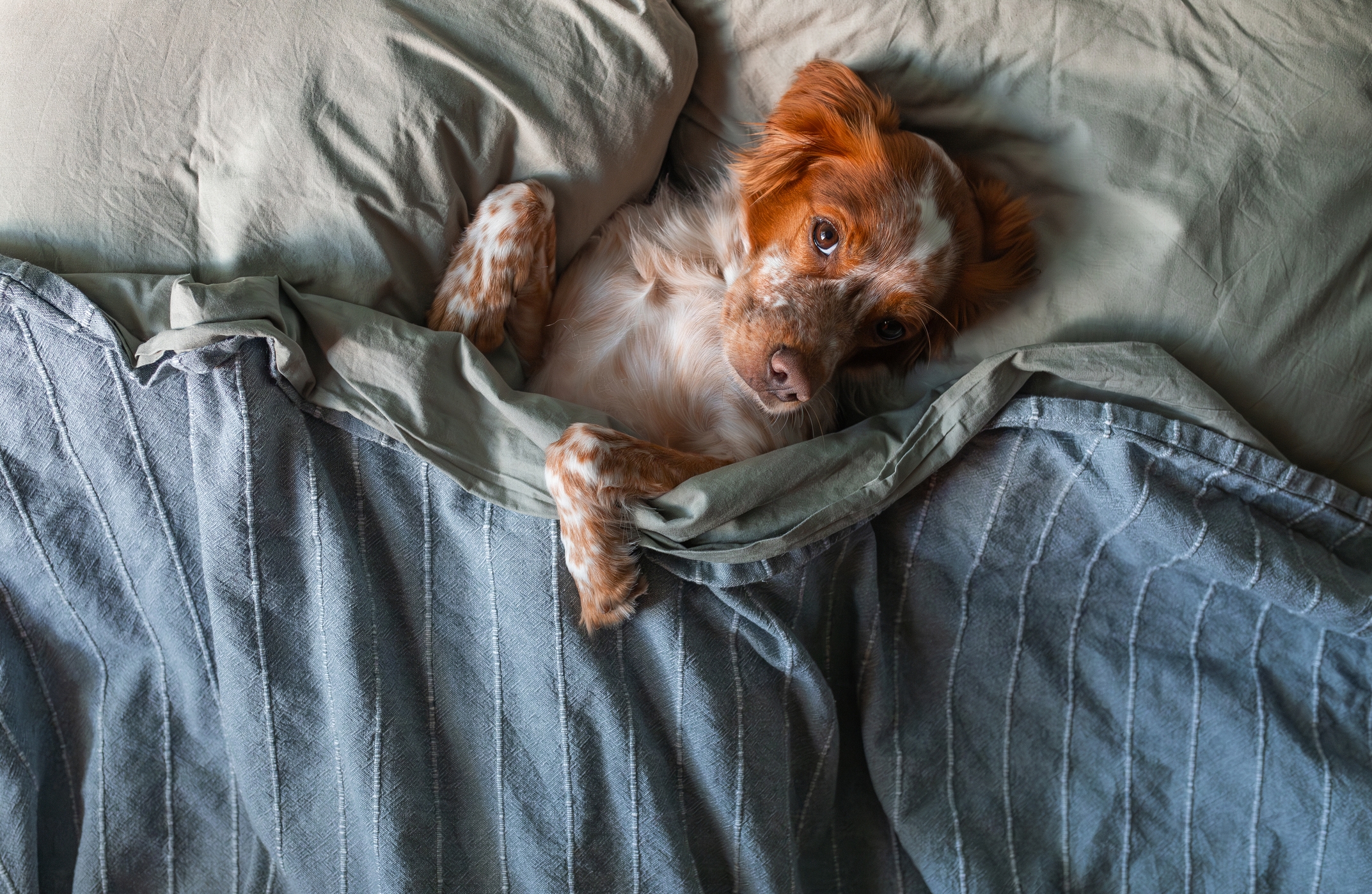 Owner Lets Dog in Bed—Then Discovers What She Brought With Her