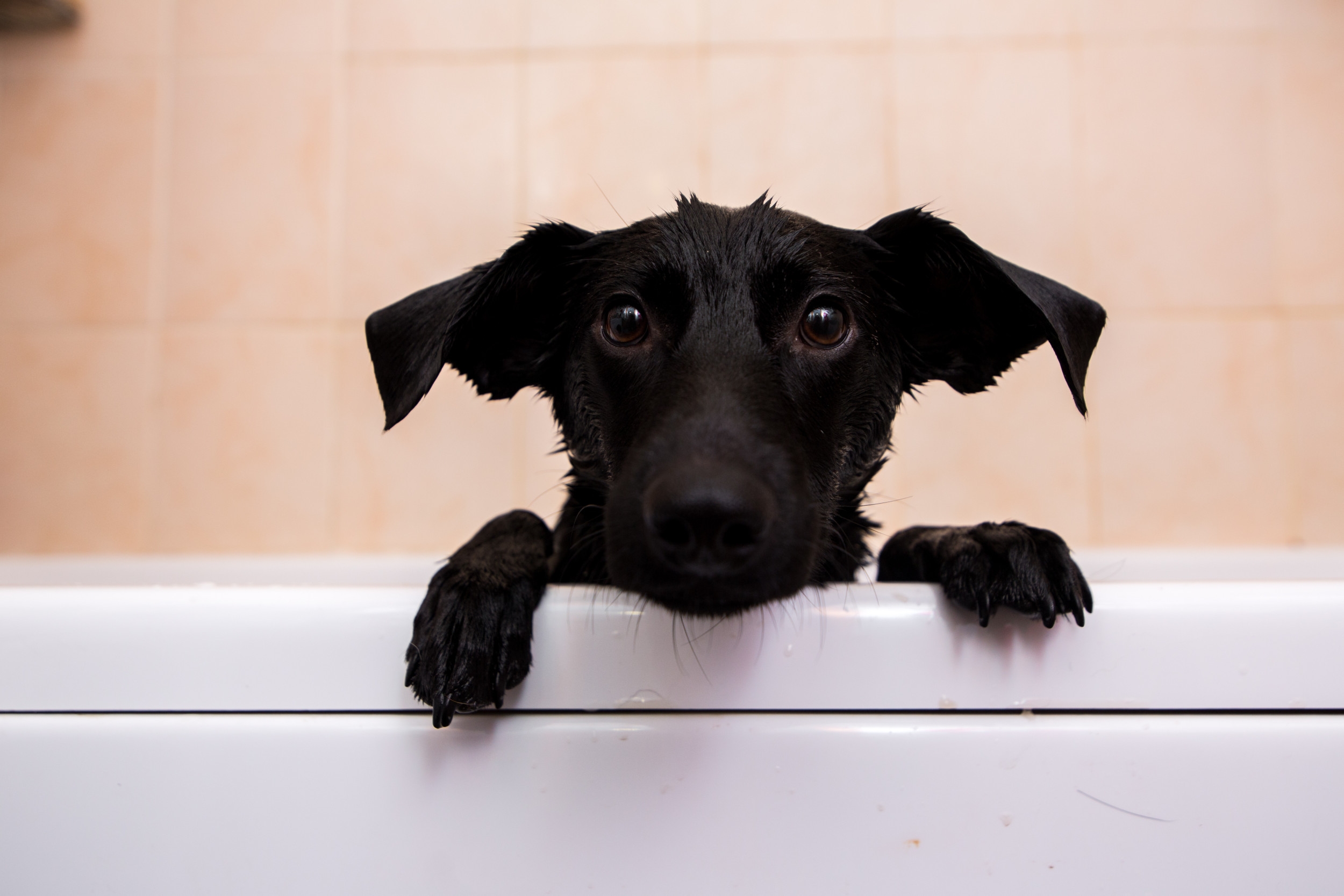 Labrador Caught 'Taking a Bath' by Herself Delights Internet