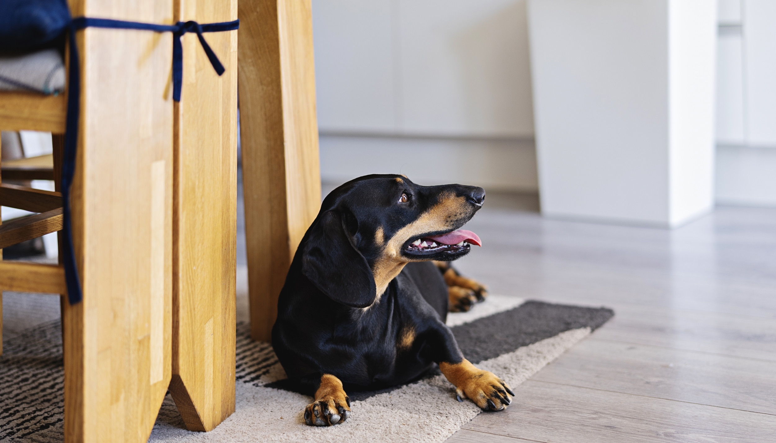 Hysterics at How Dachshund Reacts to Being Told 'No'