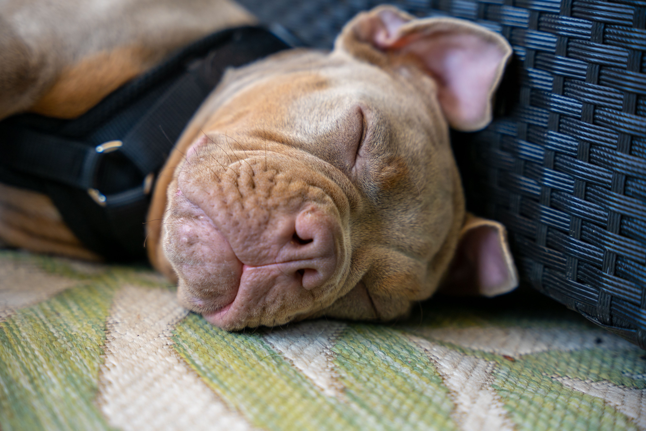 Owner Leaves Dog Alone With Relaxing Music—Unprepared for What Petcam Shows