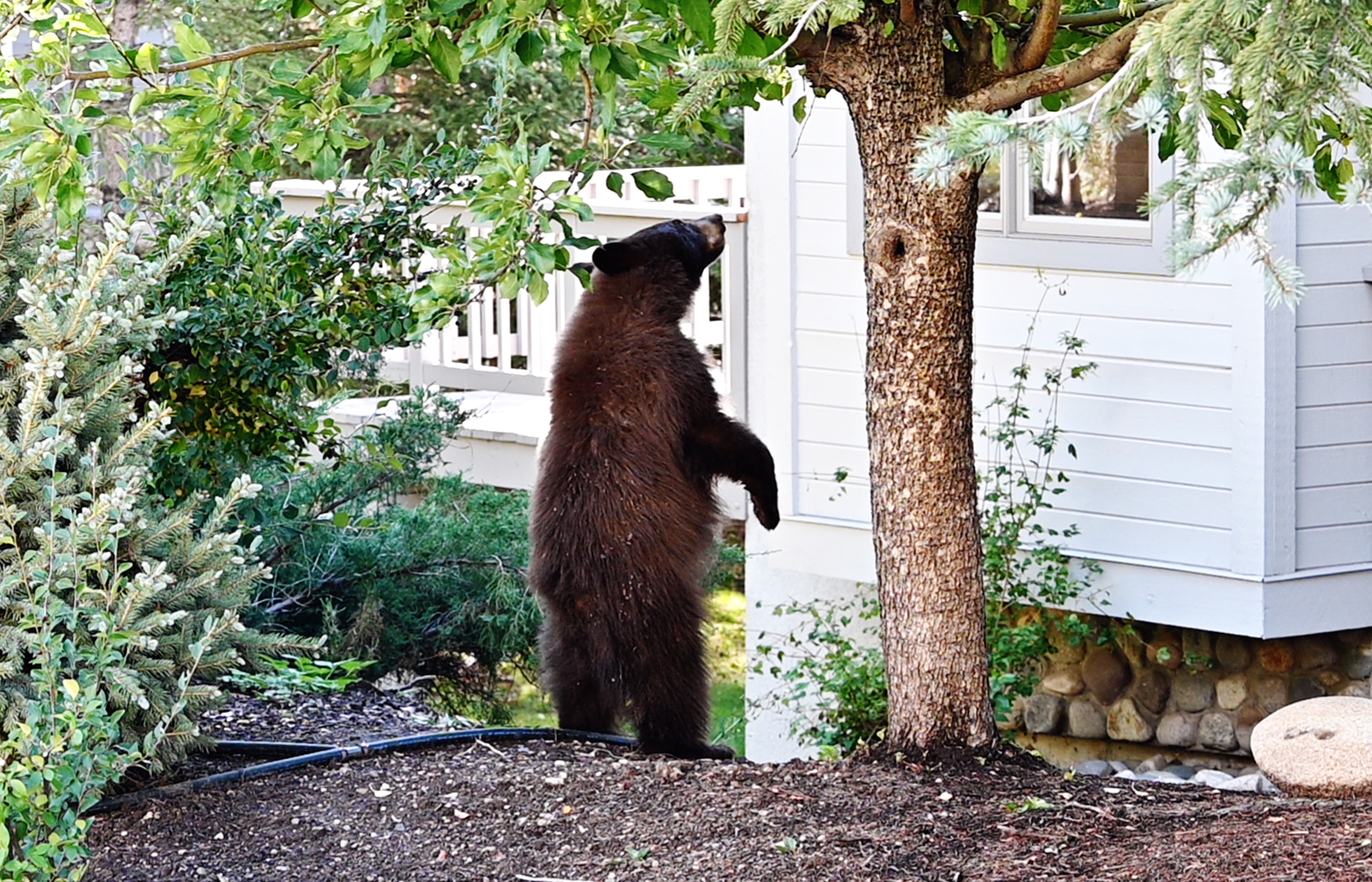 Bear Breaks Into Family's Backyard, Nobody Prepared for What It Does Next