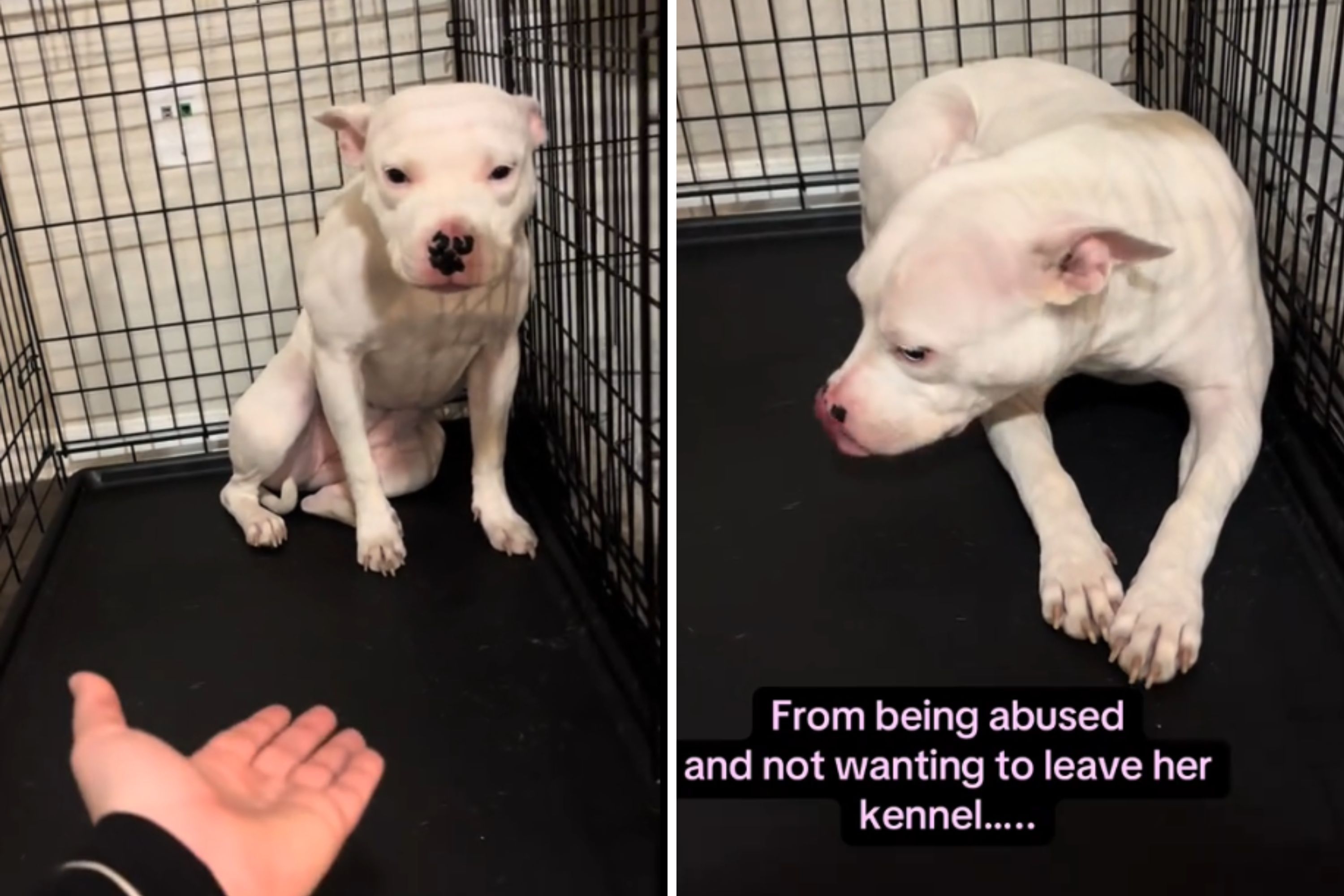 Rescue Dog Was So Scared, She Couldn't Leave Crate—Now She's Unrecognizable