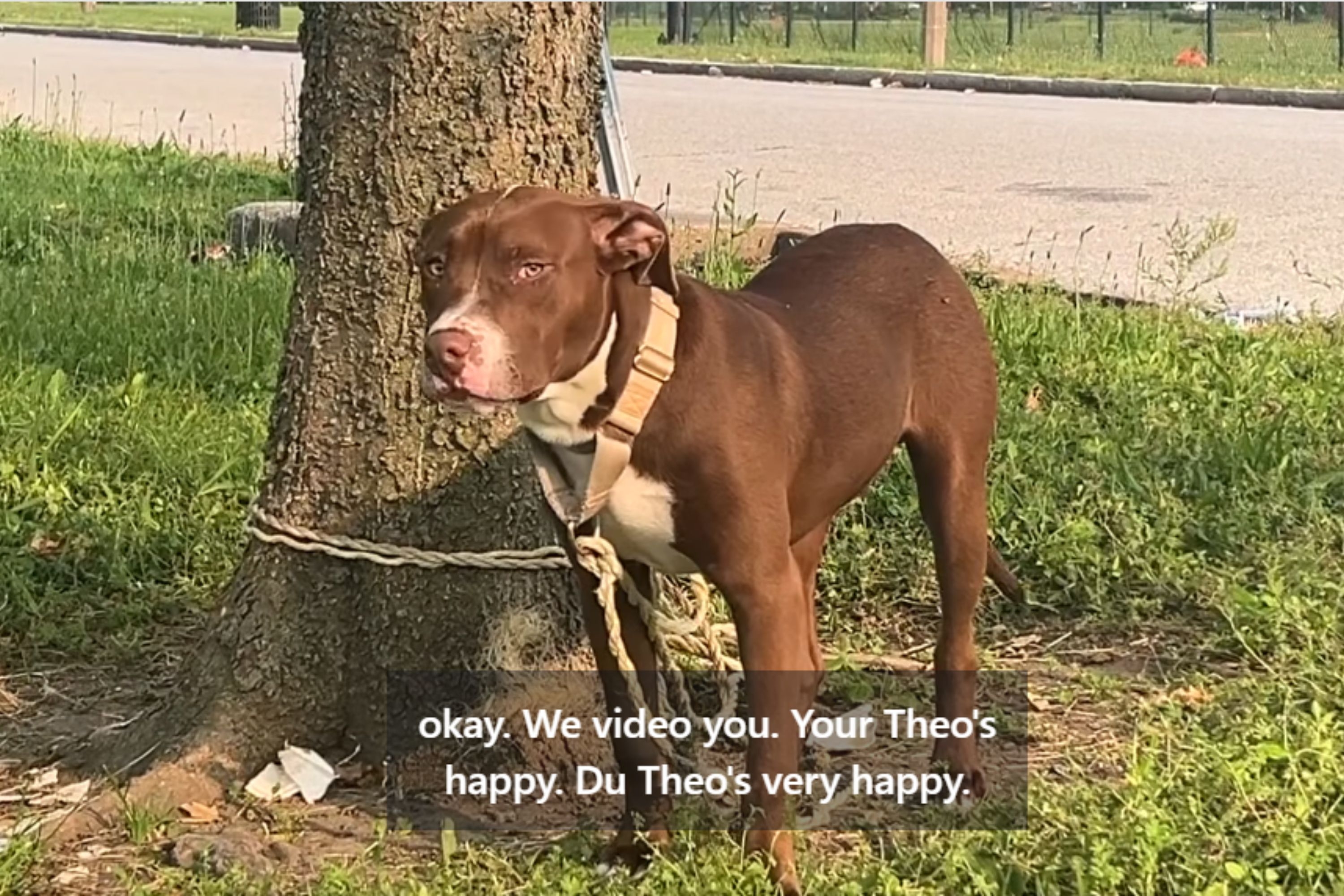 Neighbors Find Dog Tied Up to a Tree, by Evening 'They Knew' the Truth