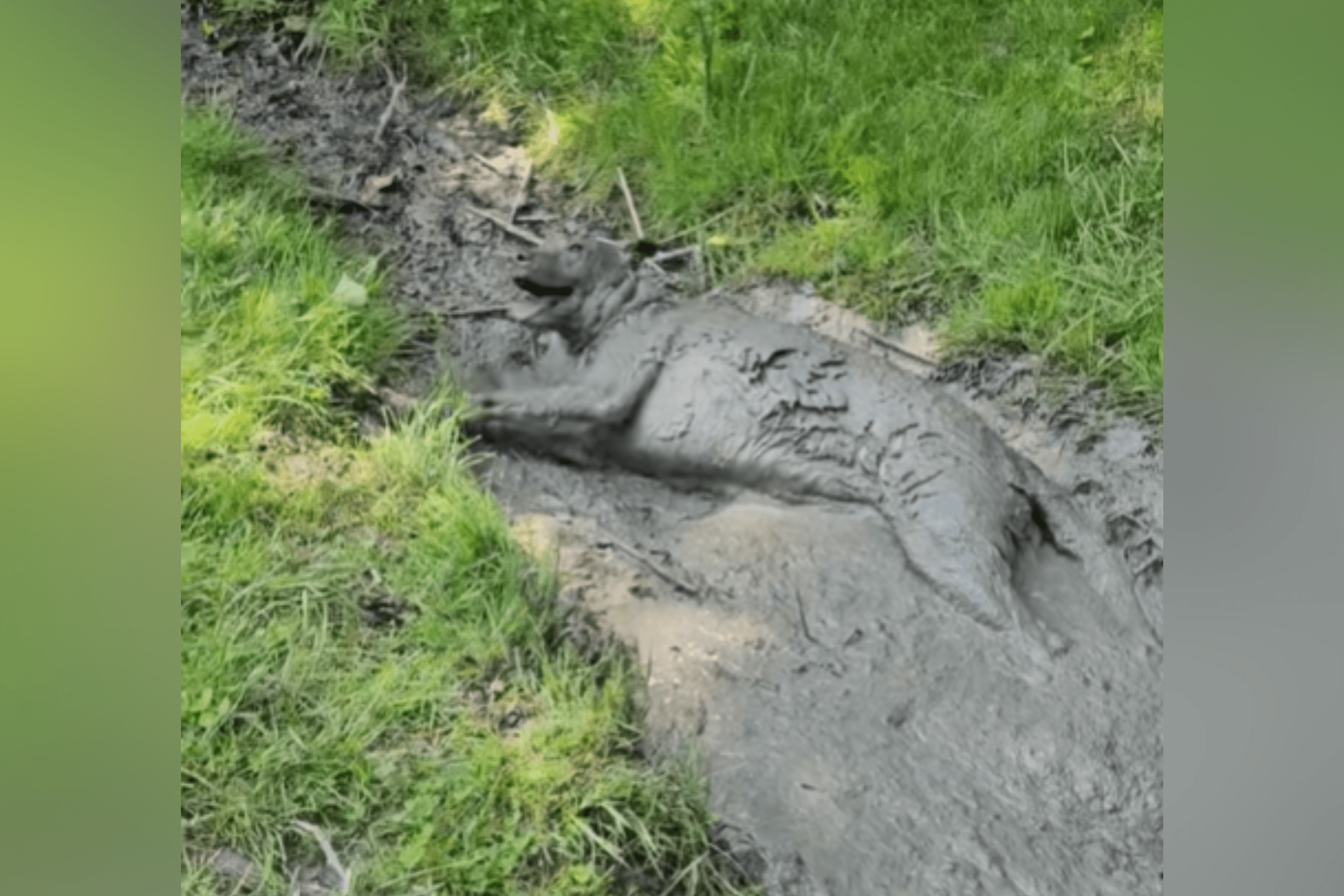 Dog Turns Into 'Wolf' After Mud Bath, Woman Forced To Call for Backup
