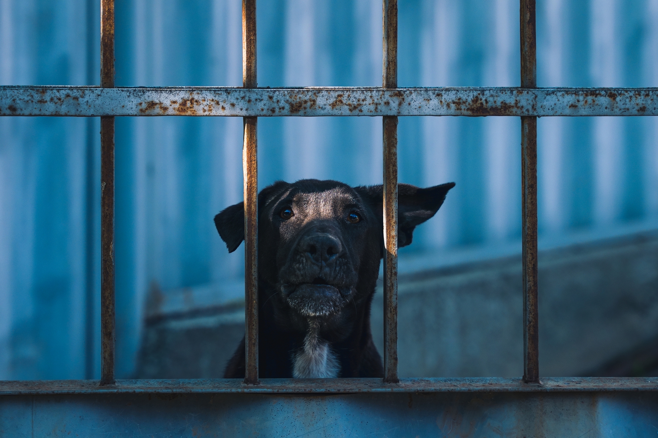 Tears As Shelter's Longest Resident Dog Watches the Puppies Being Adopted