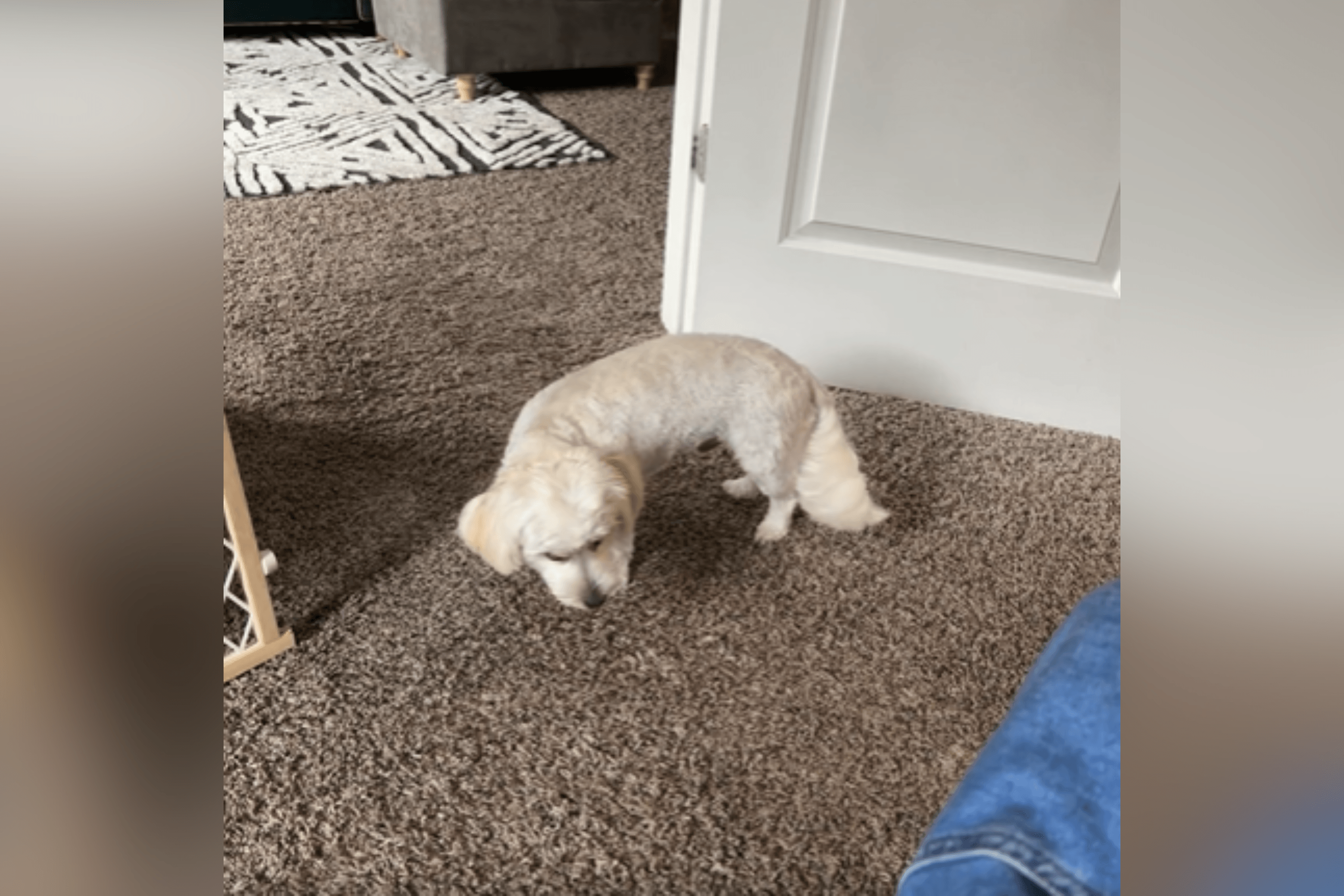 Puppy Started Acting Strange After Walk—Vet's Diagnosis Leaves Owner Horrified