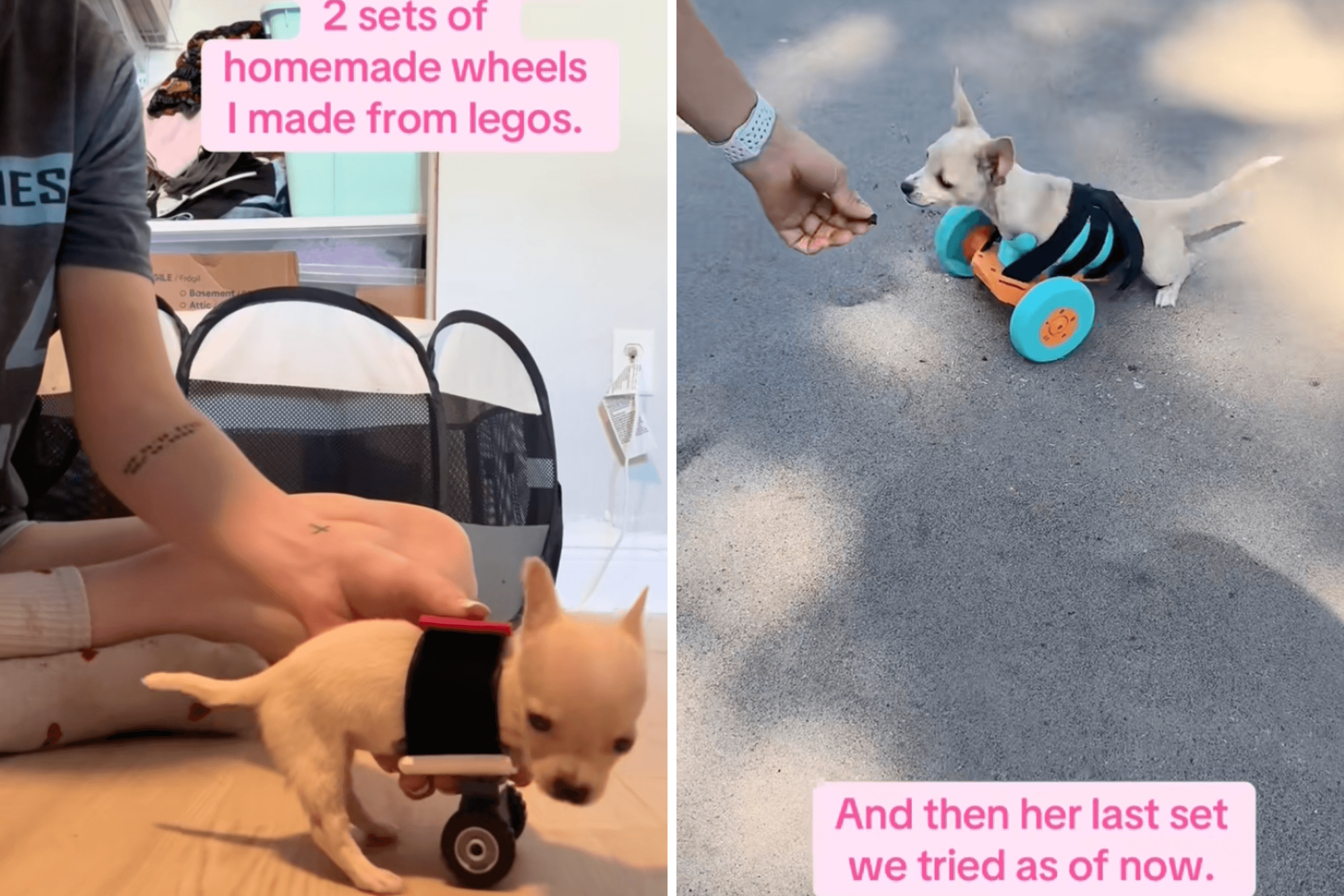Woman Finds Puppy With No Front Paws at Shelter, She Knows What To Do