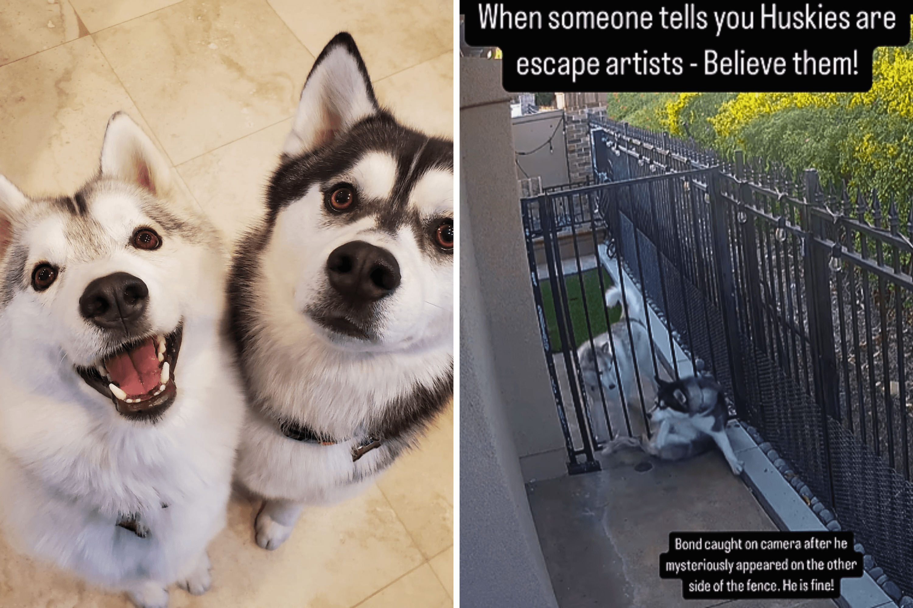 Security Cam Catches Husky's Escape—Owner Can't Believe How He Did It