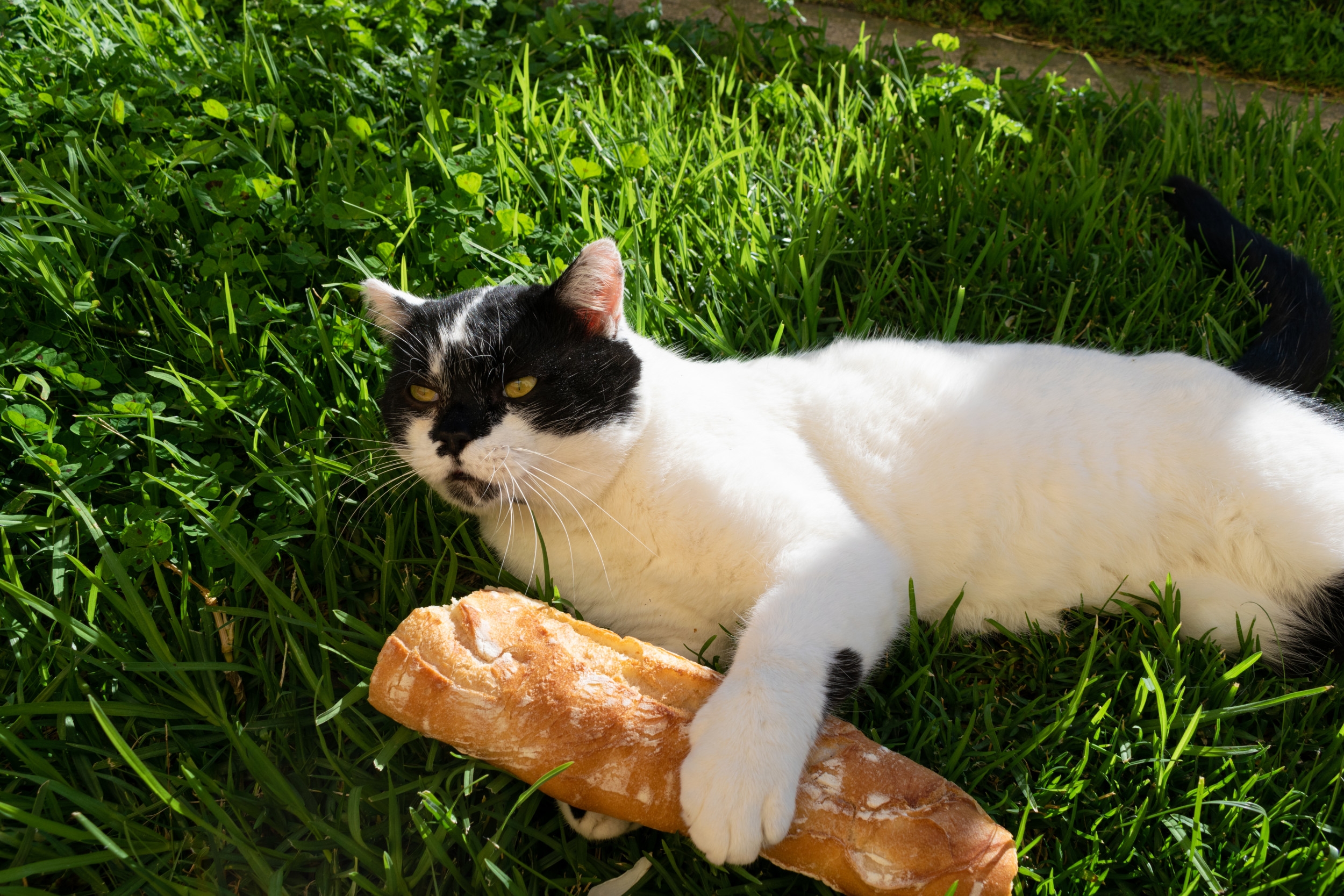 Stray Cat Steals Bread—Refuses To Give It Back in Hilarious Clip
