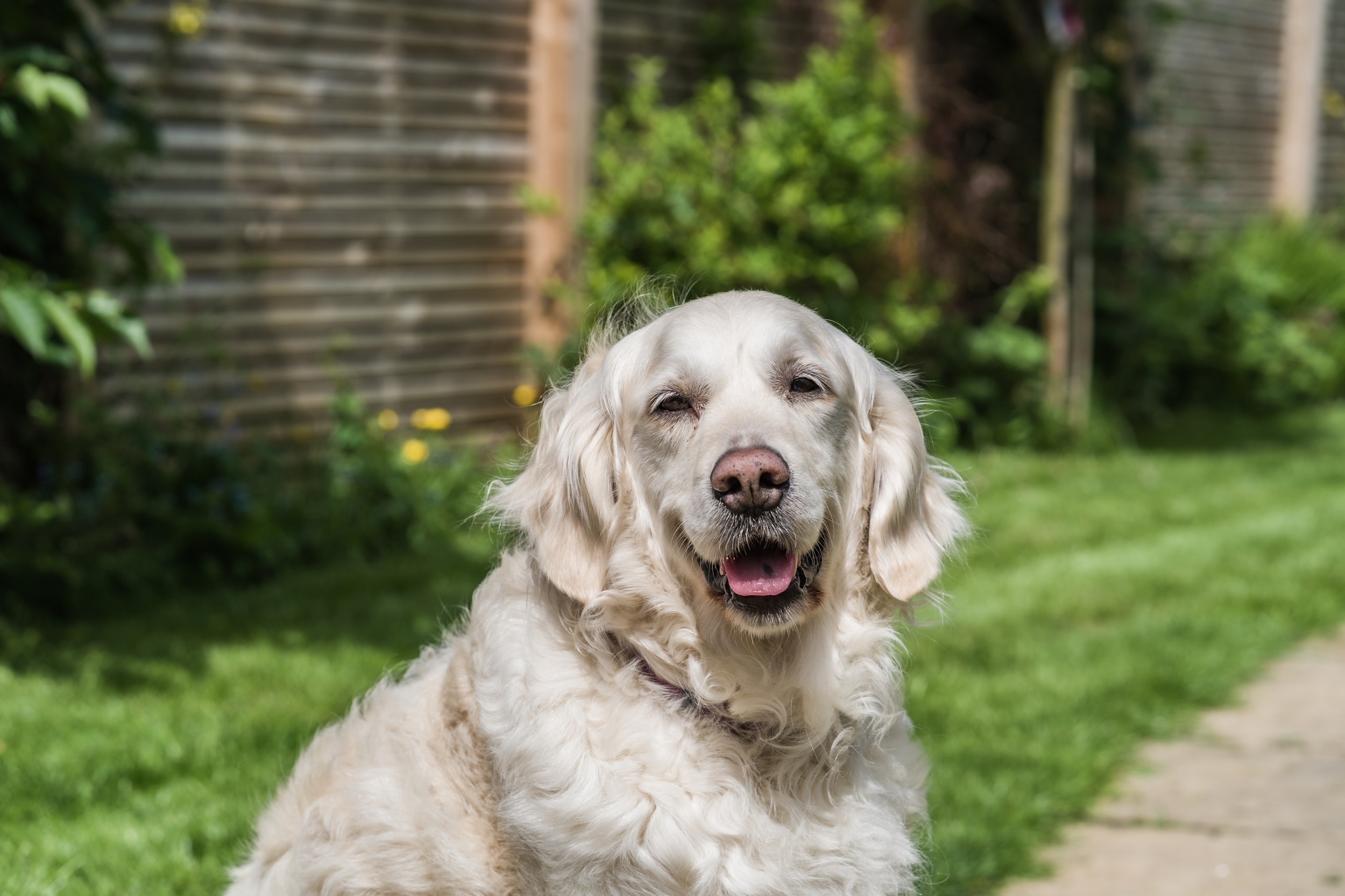 Golden Retriever Has Birthday Party, Now Won't Recall Unless It's for Cake