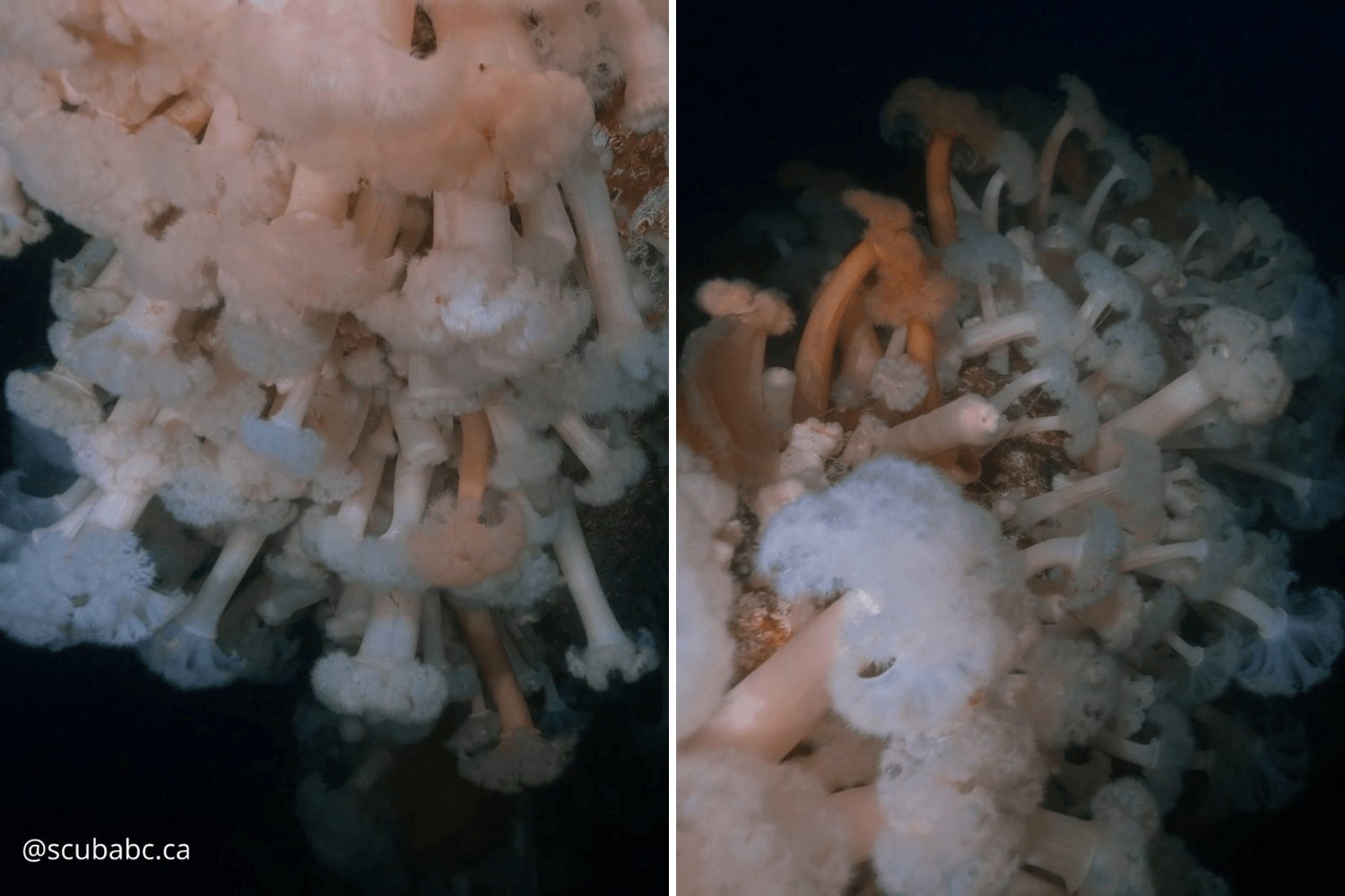 Diver Explores Sunken Warship—What He Sees Leaves Him Stunned