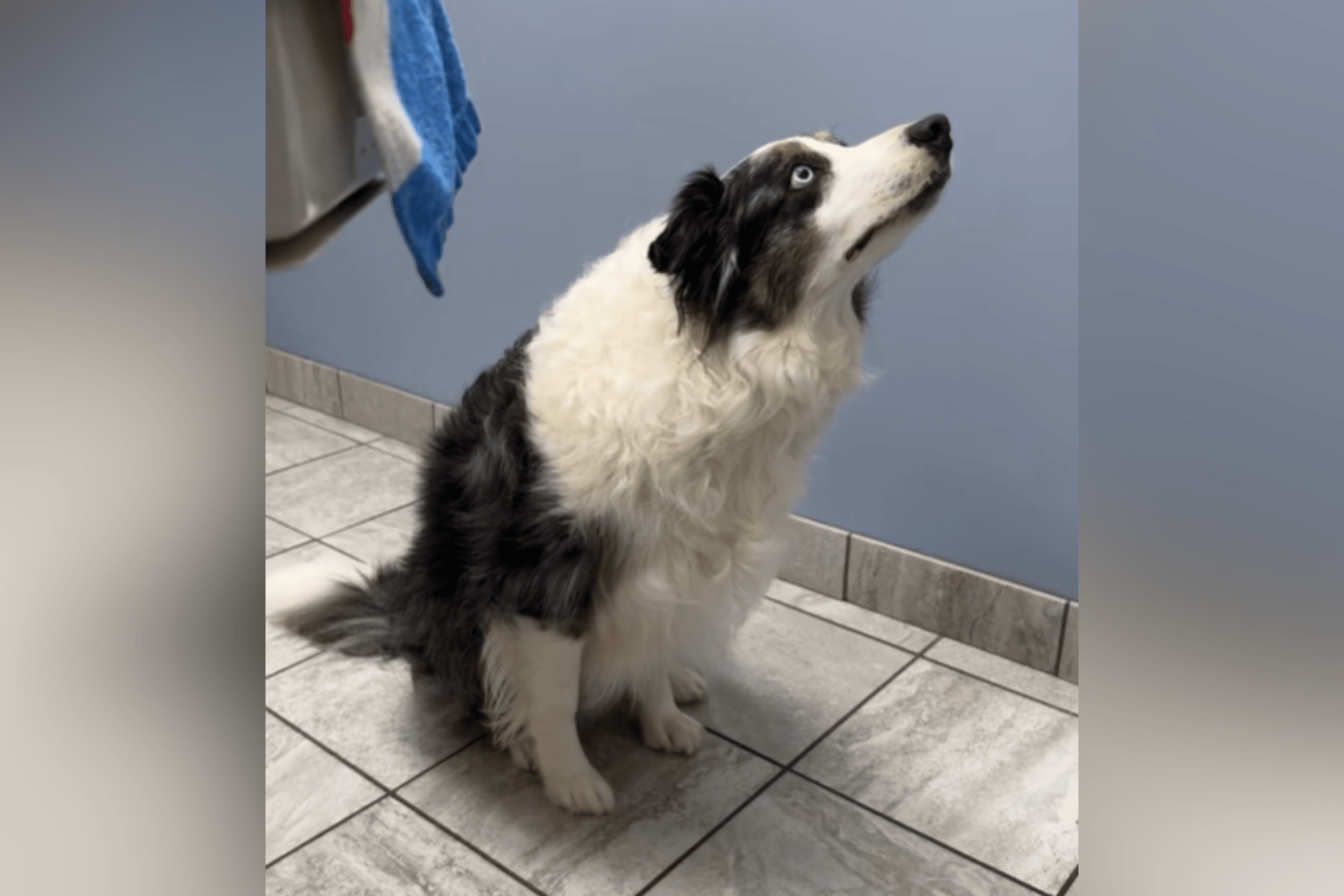 Border Collie in 'Stare Down' at Vets, Then Owner Realizes What He Can See
