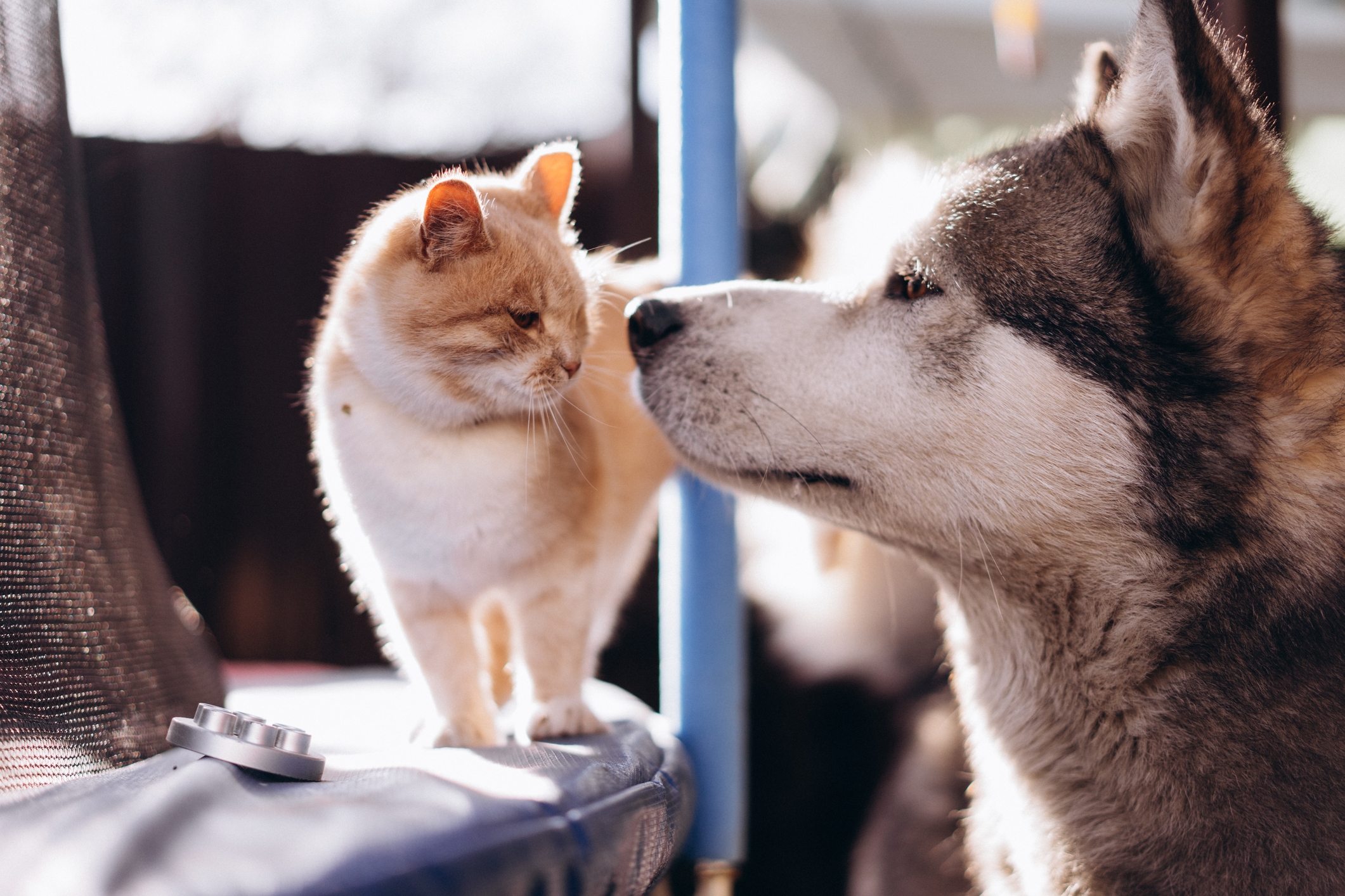 Woman Expects Cat to Sunbathe with Dogs, Not Prepared for What Happens