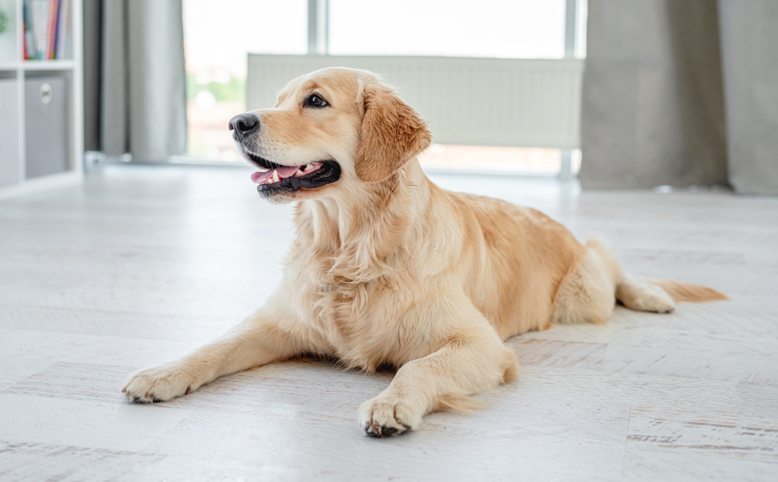 Woman Gets Notification From Pet Camera—Can't Cope With What Dog Is Doing