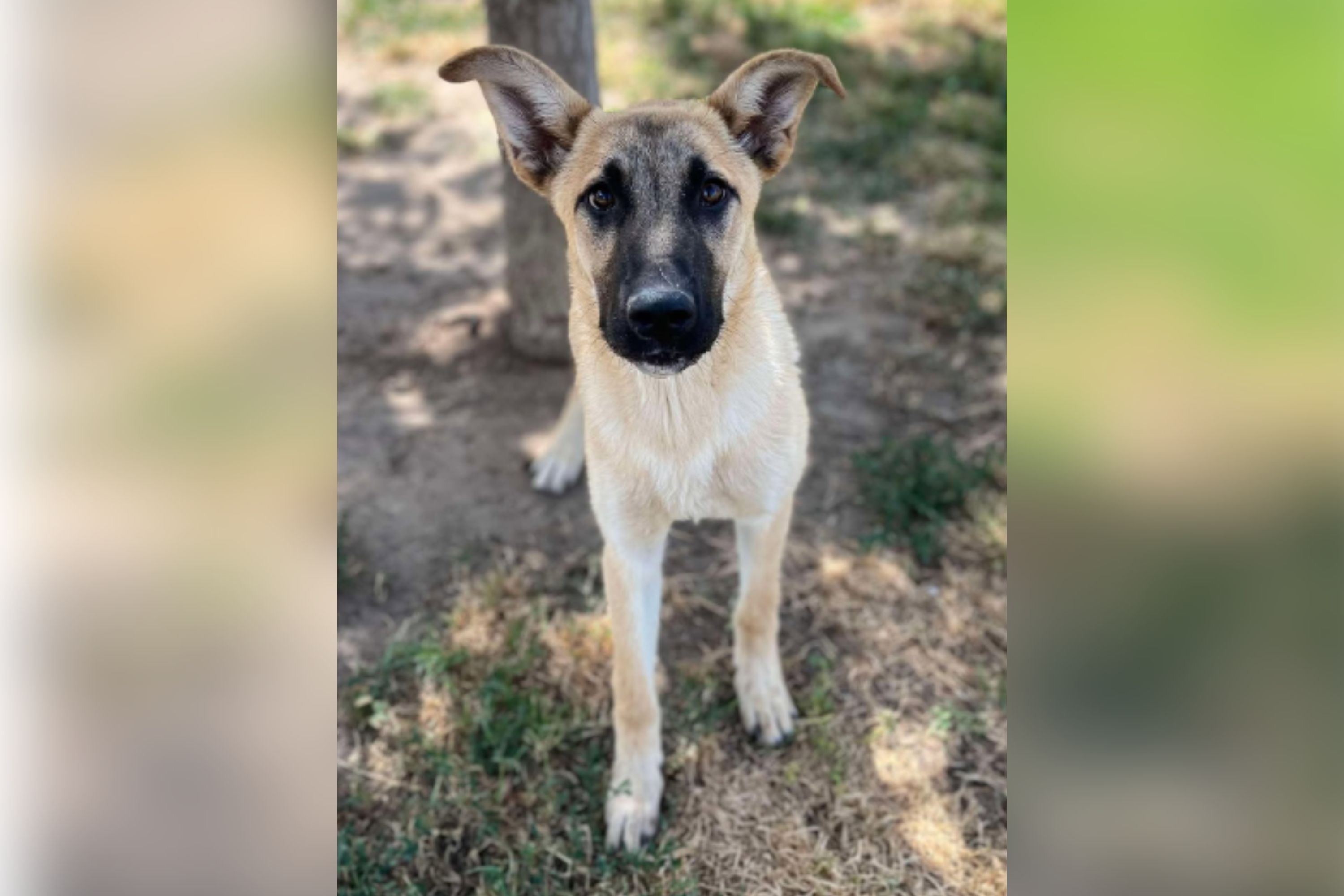 Puppy Ready To Meet Adopters but They Never Showed, Then Euthanasia Loomed