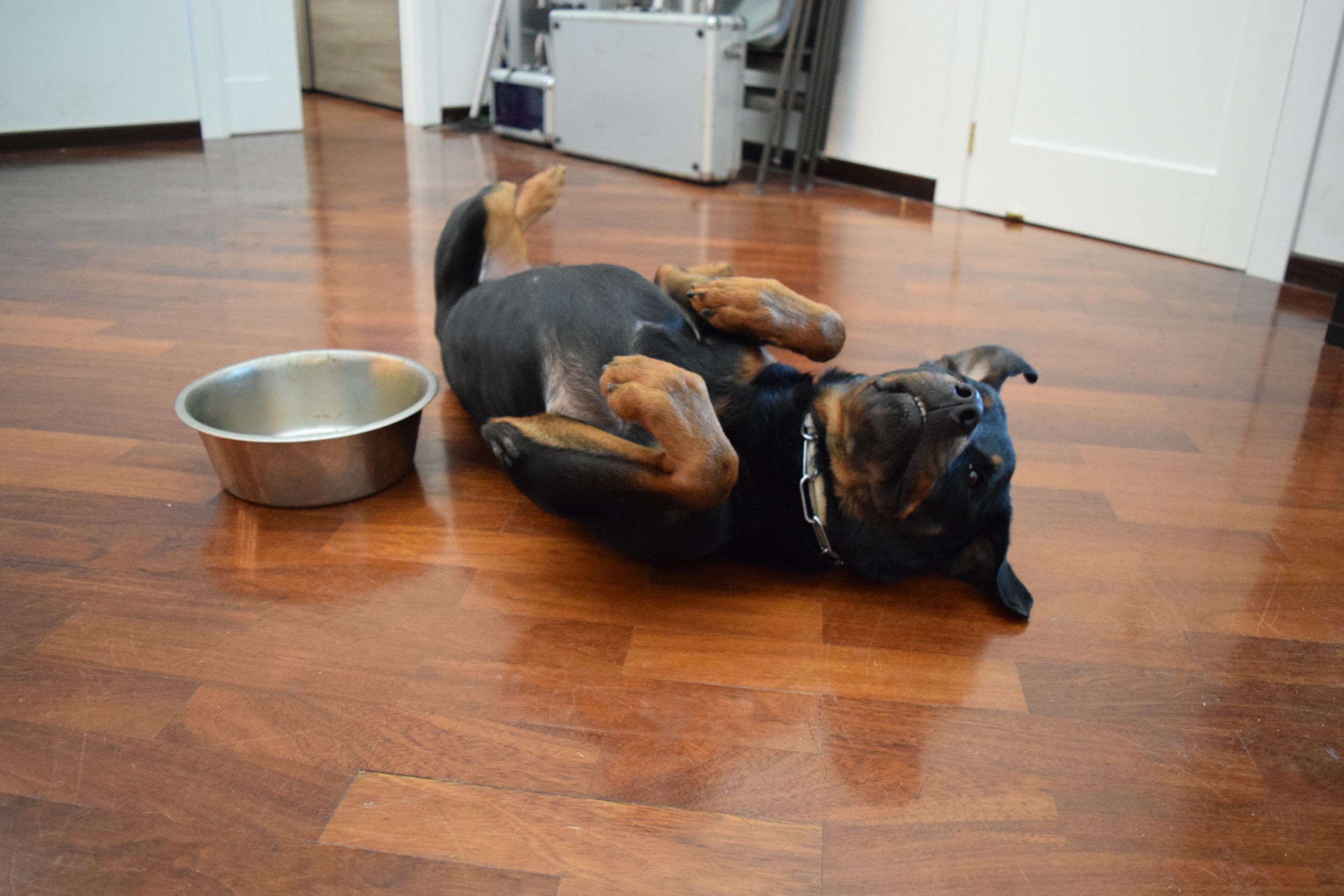 Rottweiler's Resting Spot Leaves Internet in Hysterics: 'Isn't Normal'