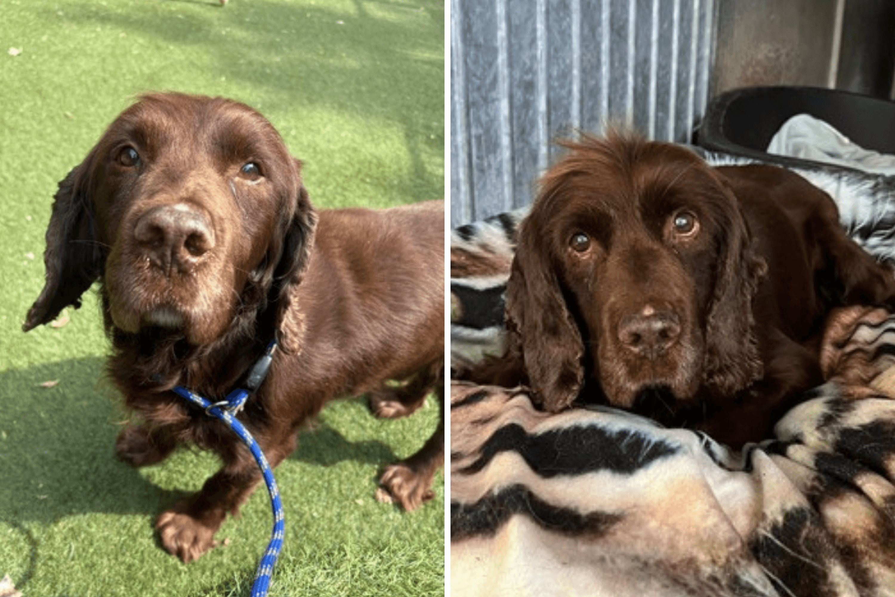Dog Who Only Knew 'Loving Home' Ends Up in Shelter Aged 12, Heartbroken