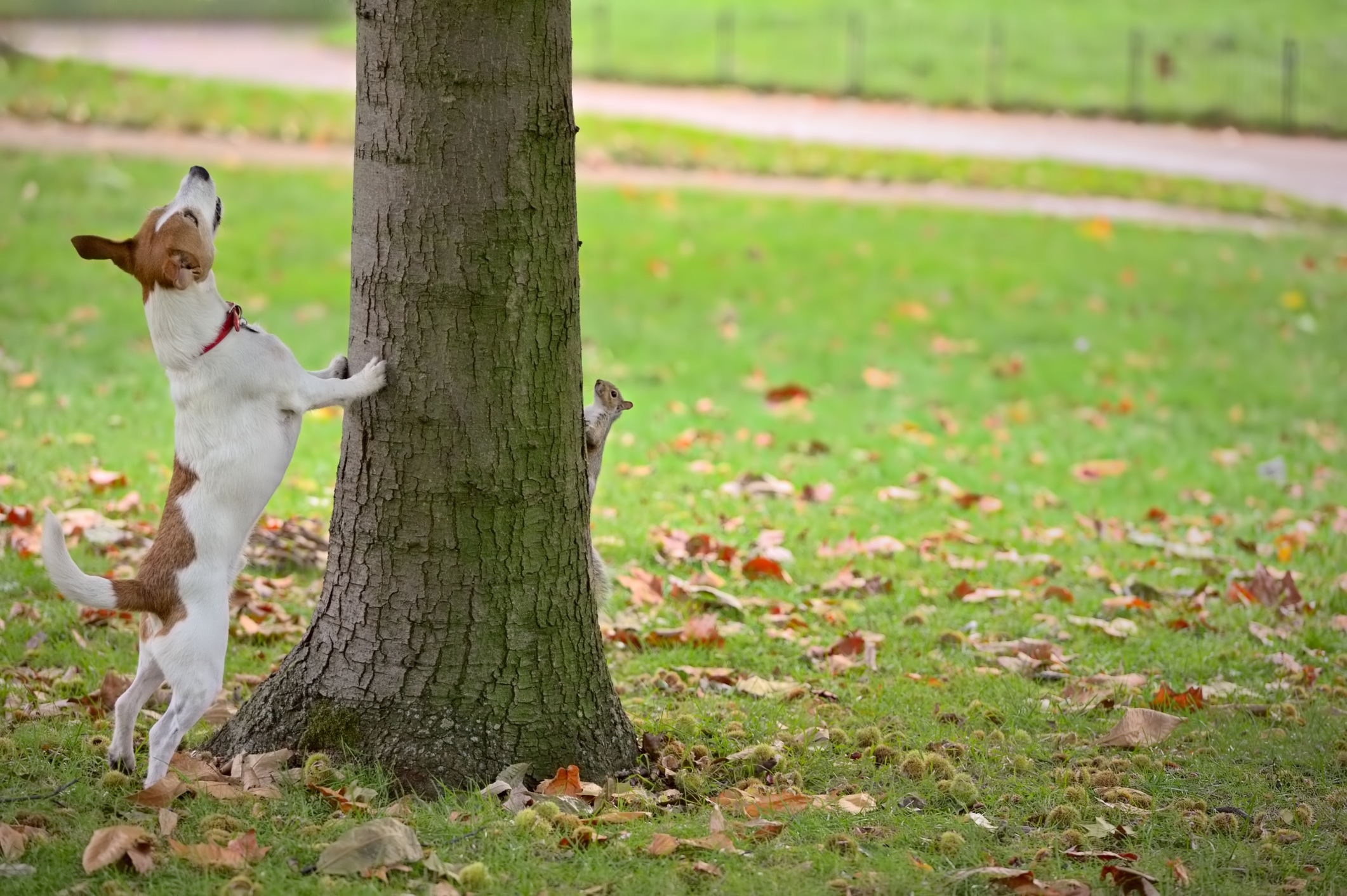 Dog Chasing Squirrels 'All Her Life' Finally Gets a Chance, Unexpected Twist