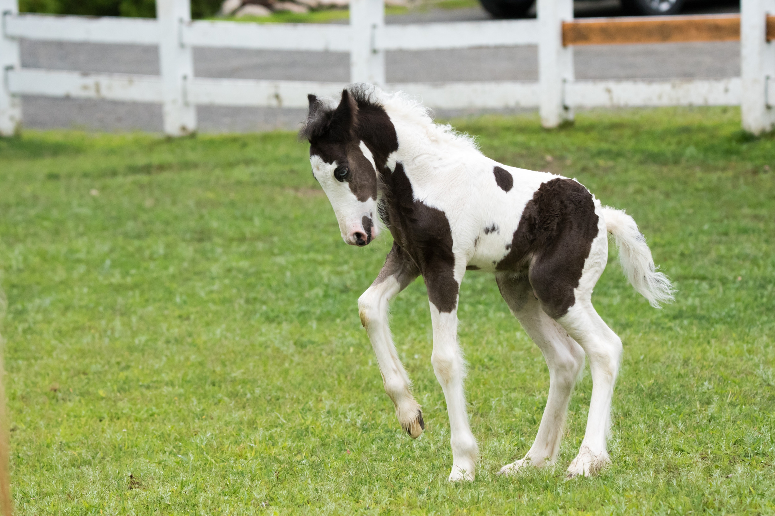 Tears as Young Horse Plays Alone With Giant Ball as Siblings Ignore Him