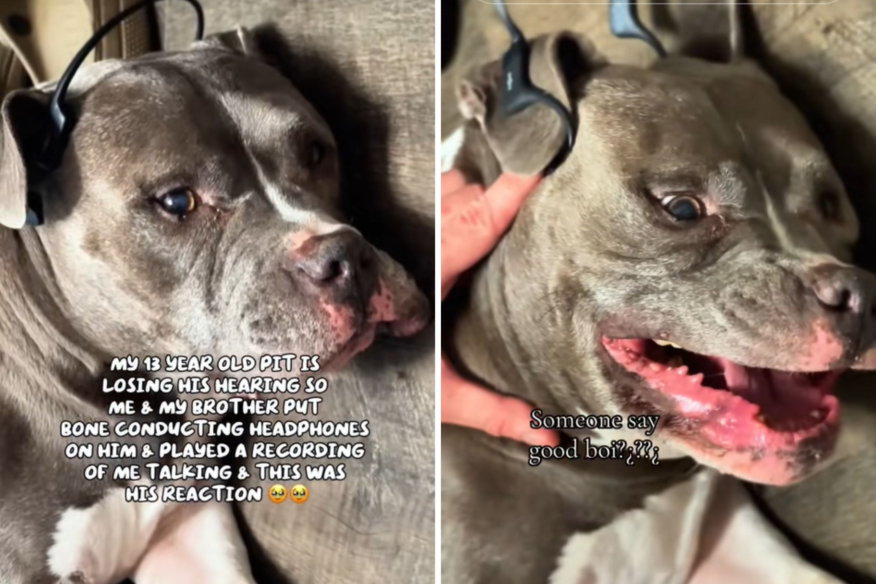 Partially Deaf Senior Dog Hears Owner's Voice Again, Reaction Is Everything