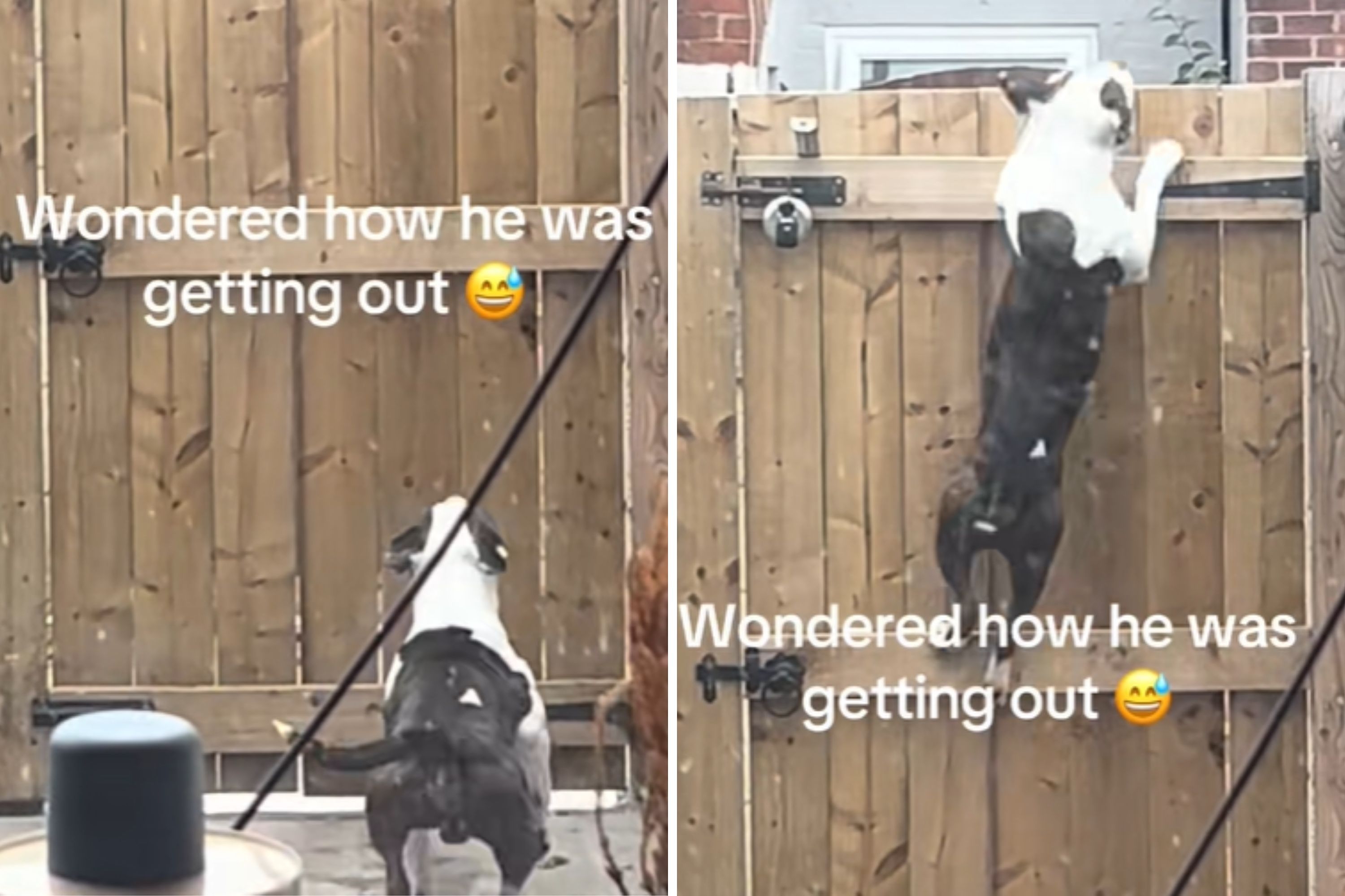 Owner Wondered How Dog Was Escaping—Video Finally Provides the Answer