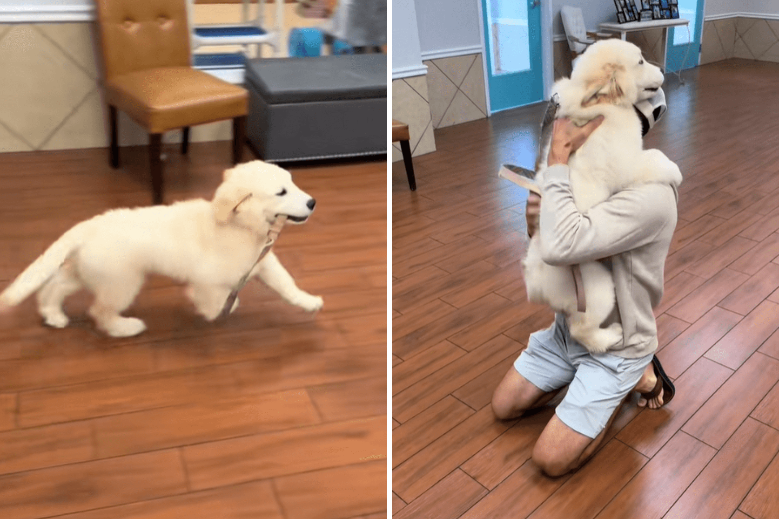 Golden Retriever Puppy Sees Dad After First Day at Daycare, Goes Viral