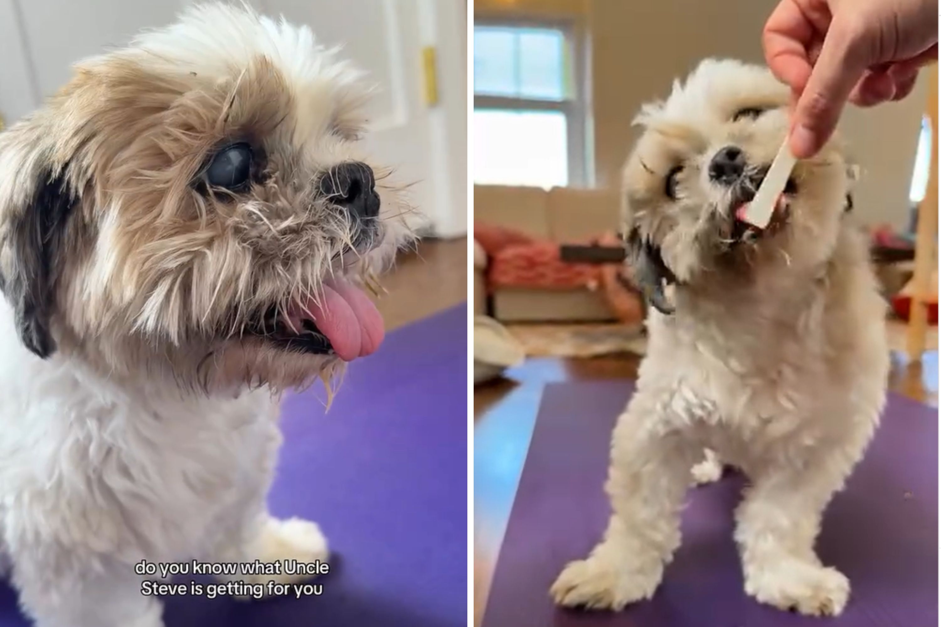 Woman Prepares To Lose Dog Who Beat 2 Terminal Diagnoses—but He's Not Done