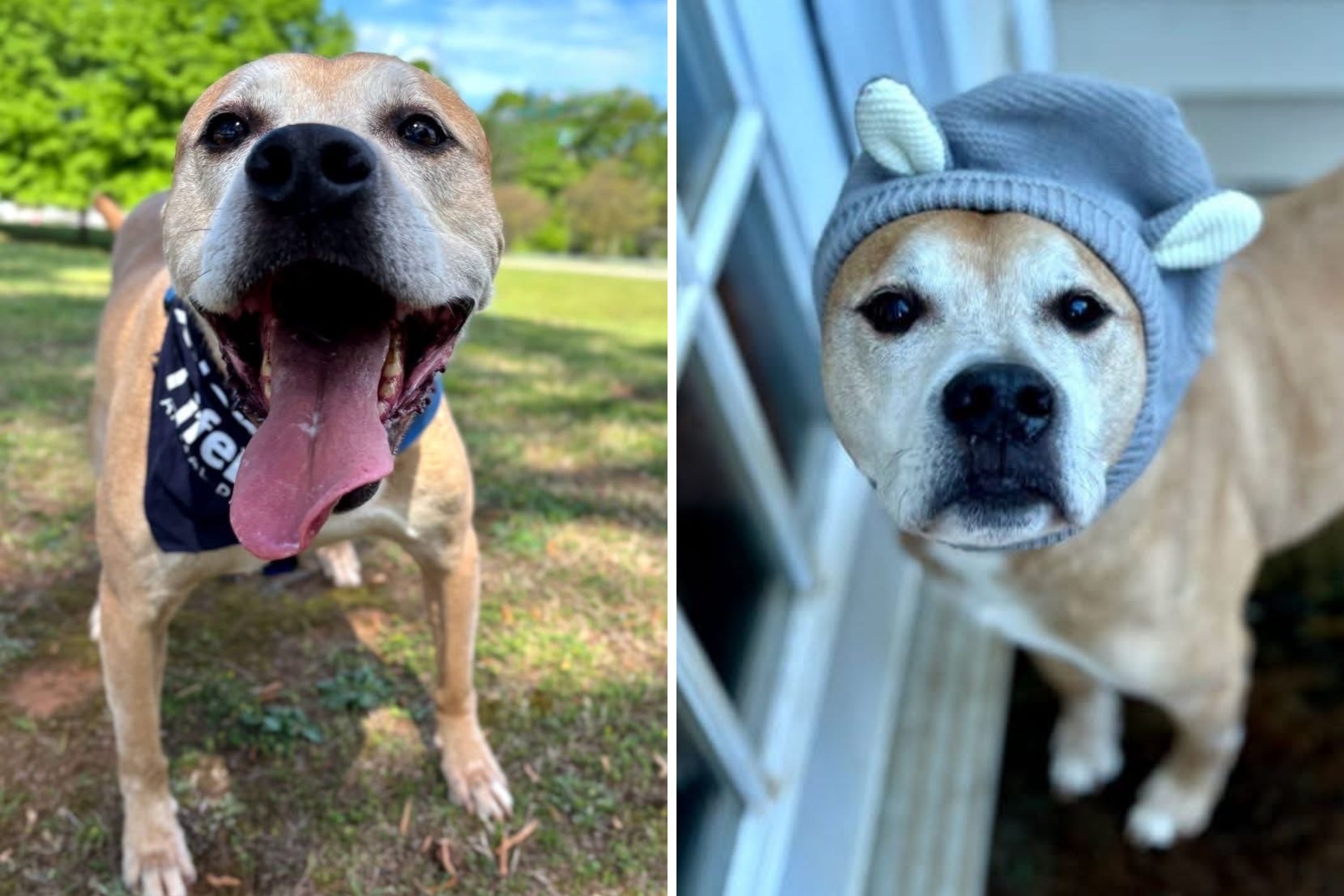 Former Fosterer Begs for Home for 'Gentle' Senior Dog in Shelter 1276 Days
