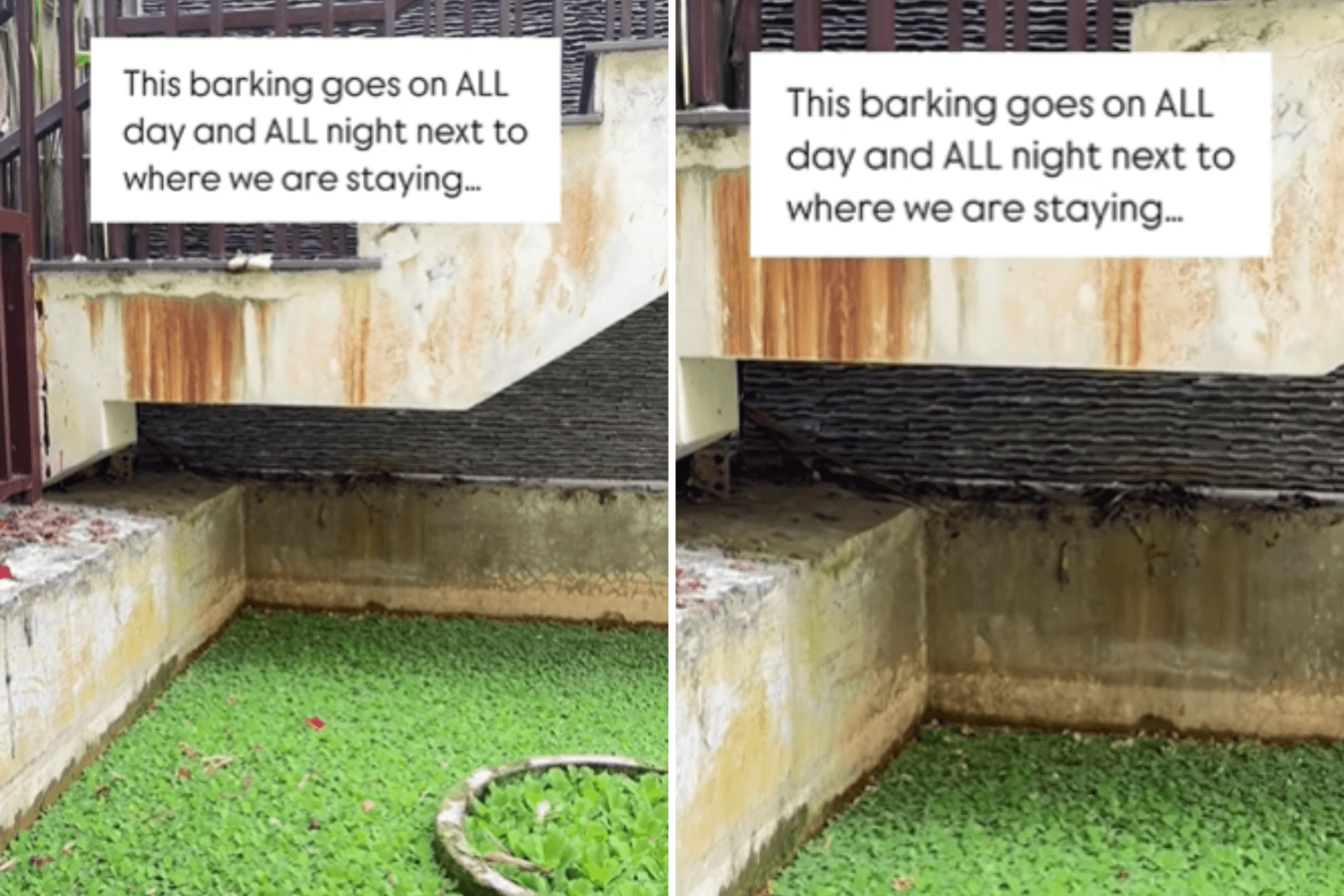Woman Complains About Barking Dogs Next Door—Not Prepared for What She Sees