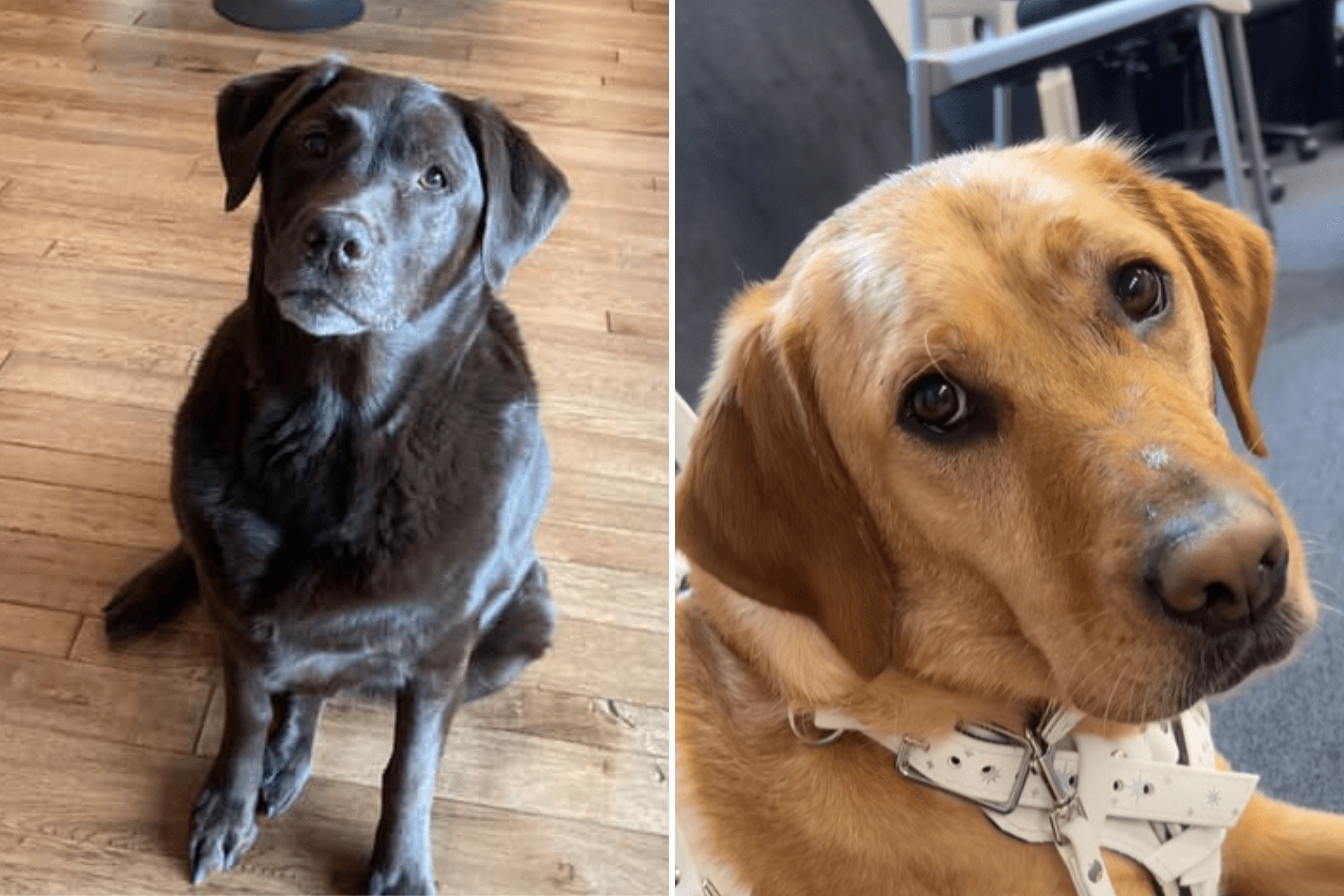 Why Grieving Her Soul Dog Helped Woman Find Service Dog: 'Butterfly Effect'