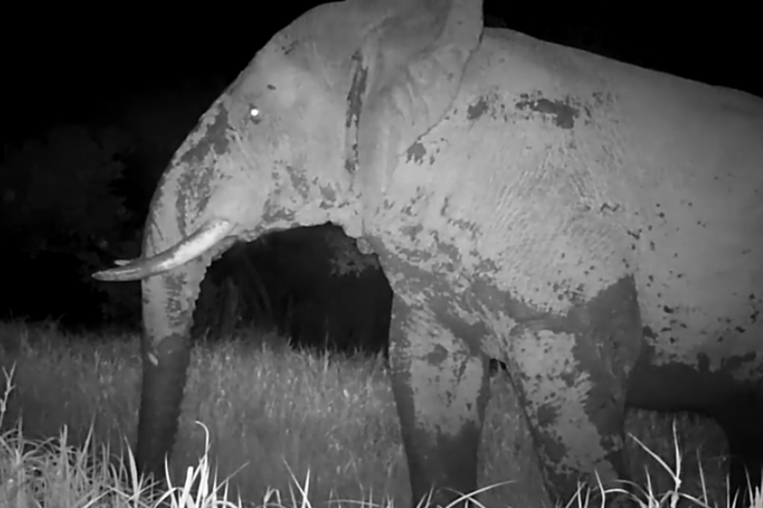 Animal So Rare It's Called a 'Ghost' Caught on Cam for First Time in Years