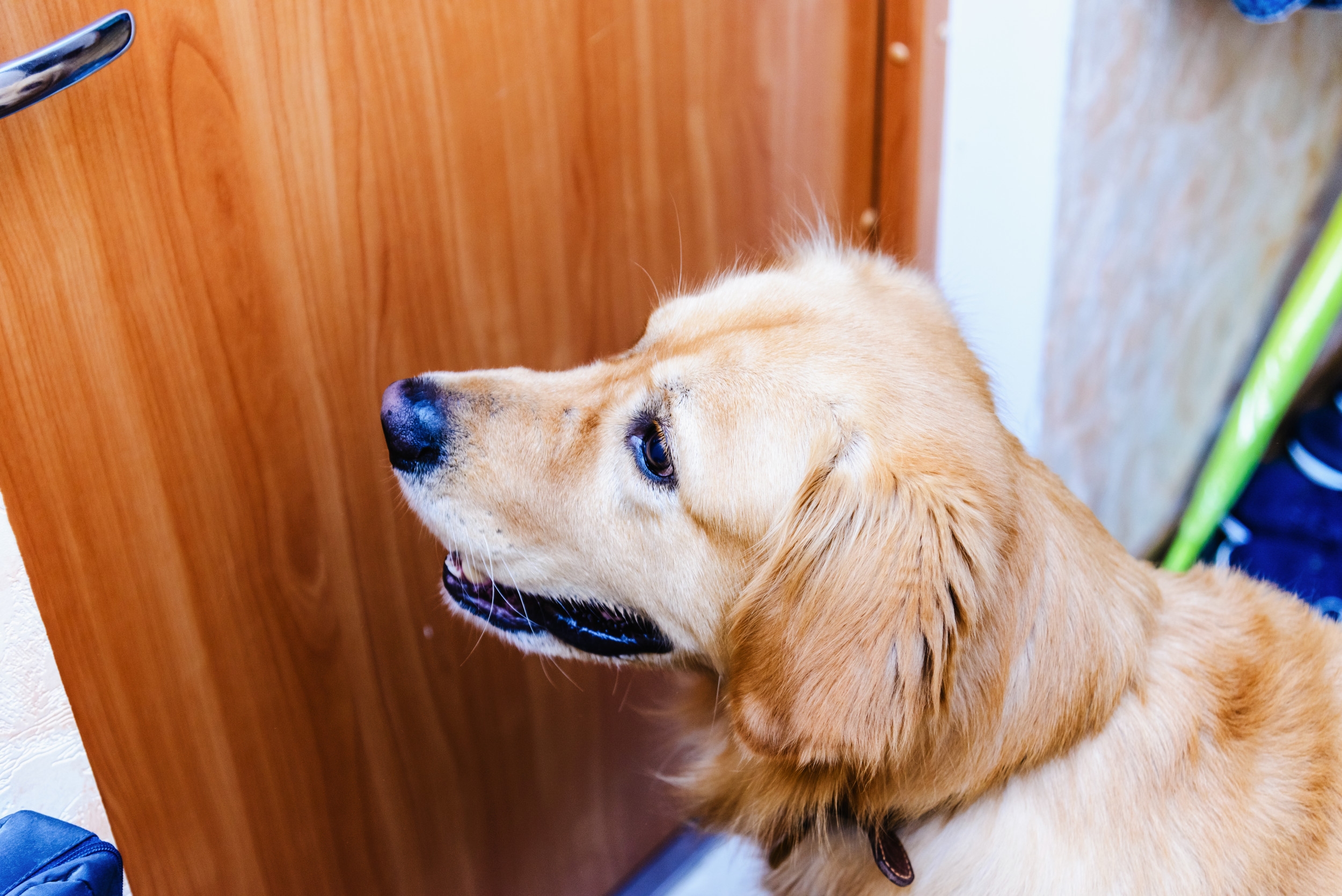 Hysterics Over How Labrador Pranks Her Neighbor Every Day: 'Nose Height'