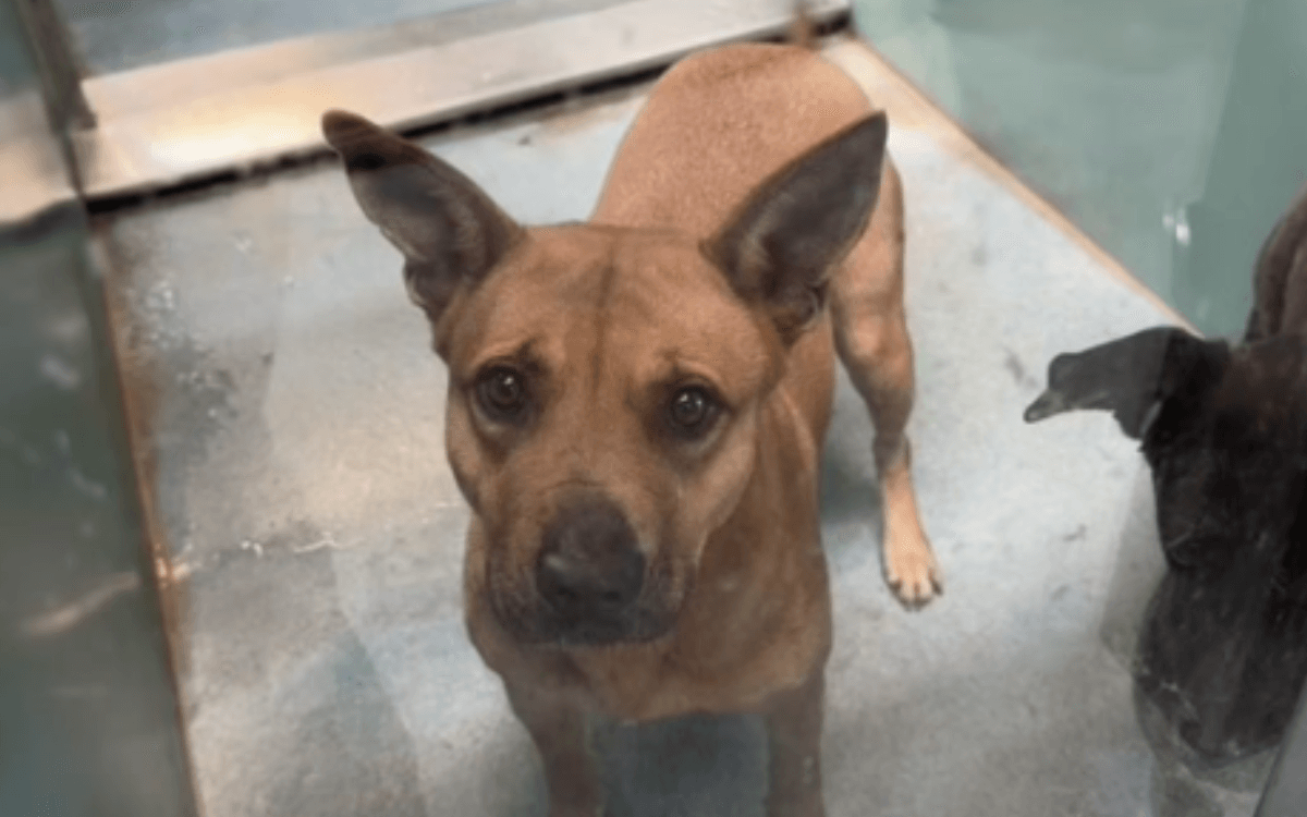 Shelter Dog Looks At Woman With 'So Much Trust', Unaware What Visit Means