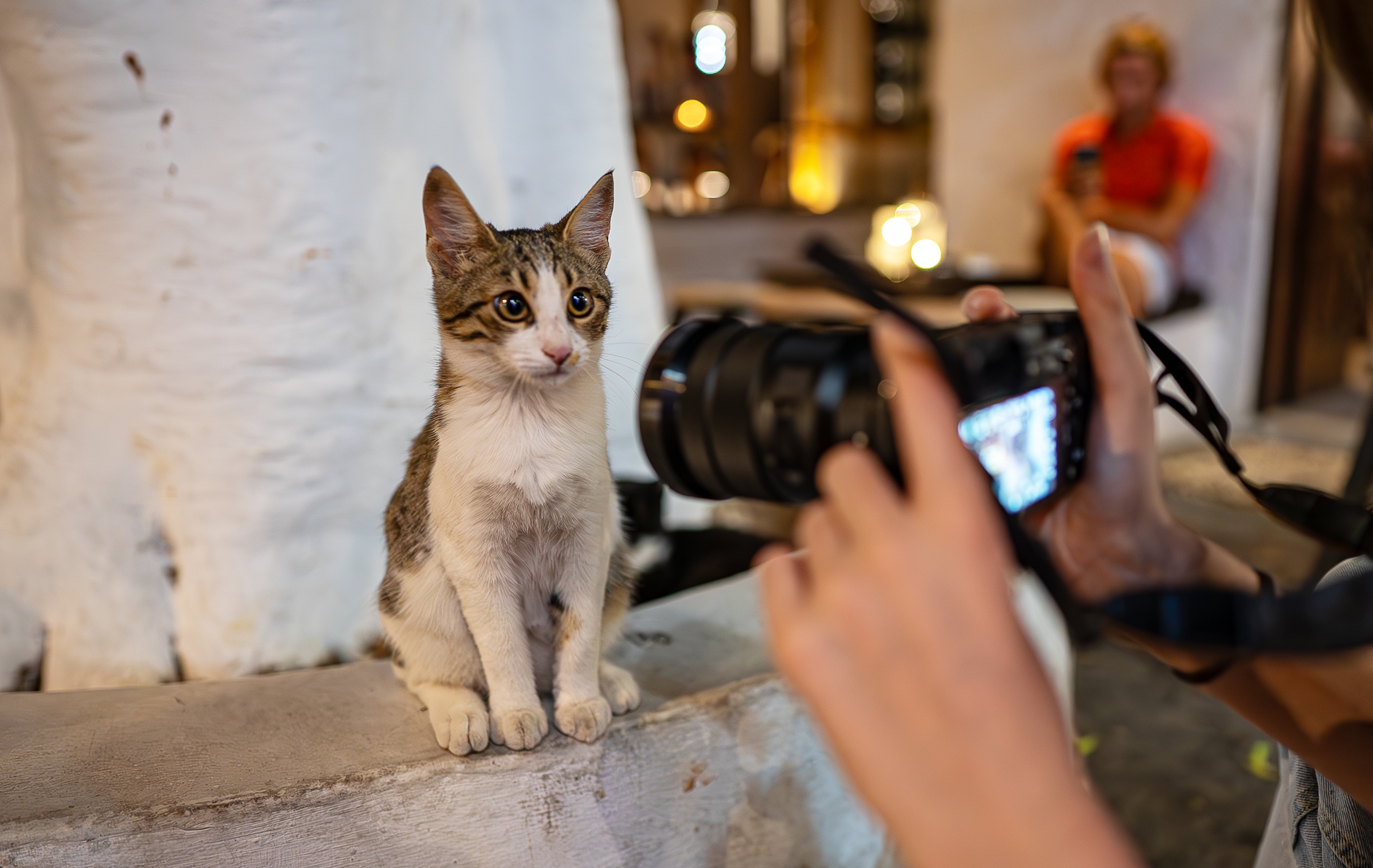 Study Reveals Hidden Power of Sharing Cute Animal Pics
